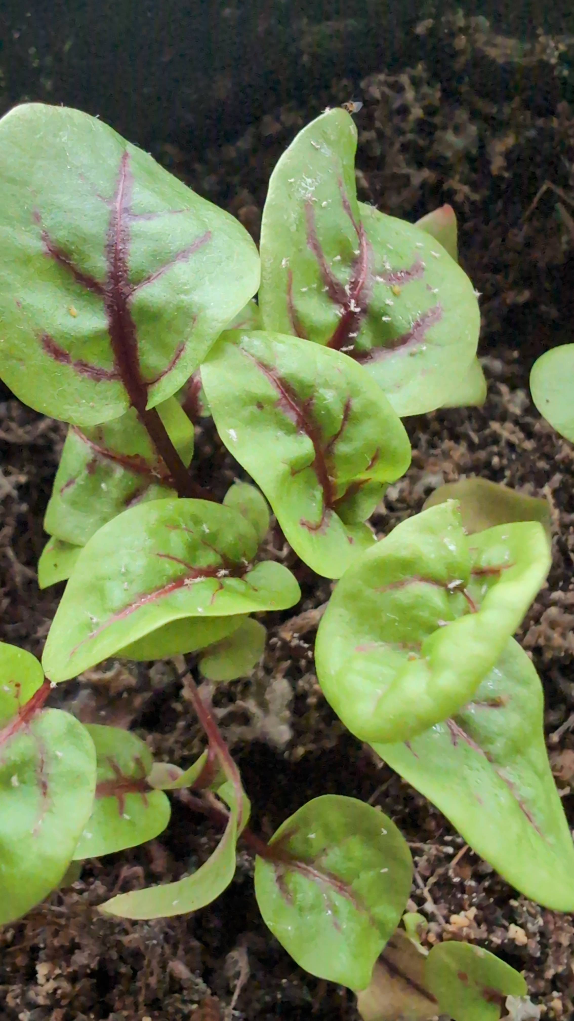 Efeu mit weißen Flecken: Insekten und Ablagerungen auf den Blättern erkennen und behandeln