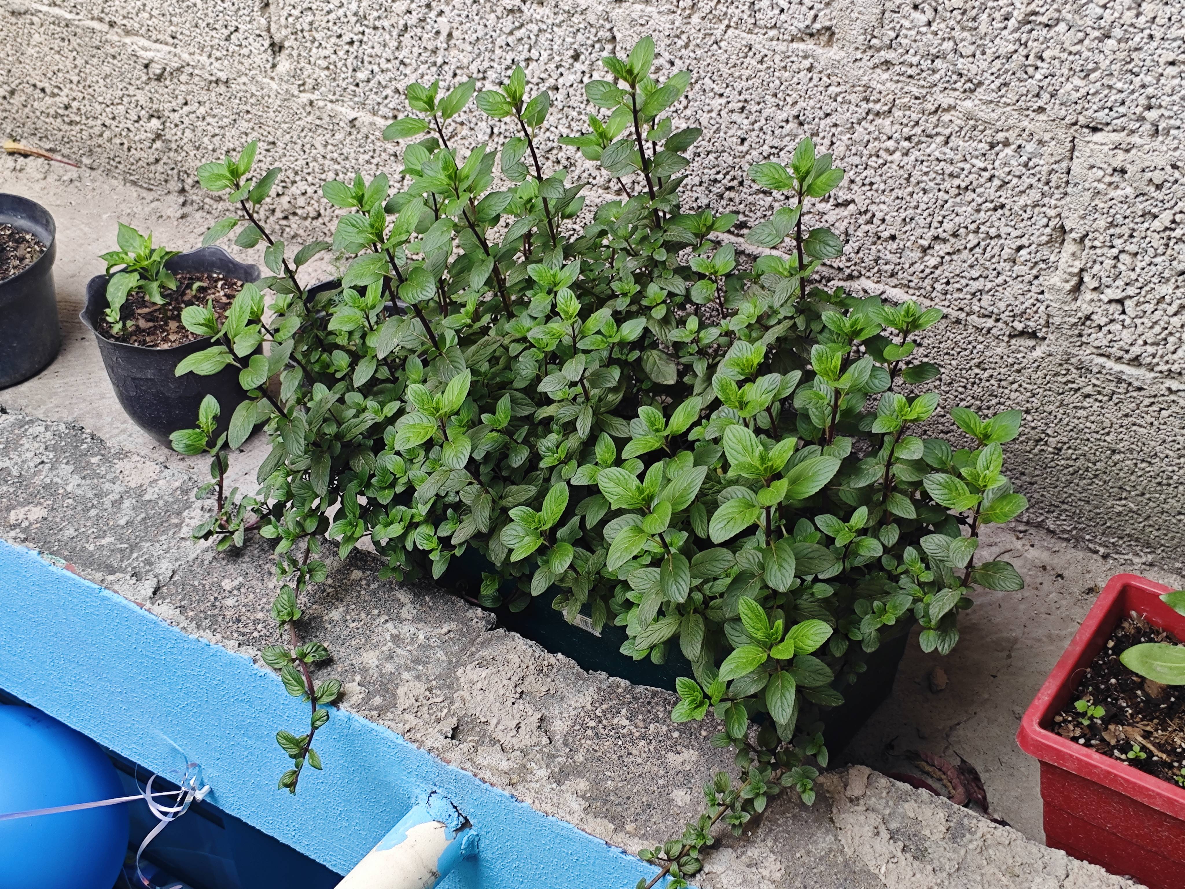 Menta piperita esticada após mudar de lugar: o que fazer?