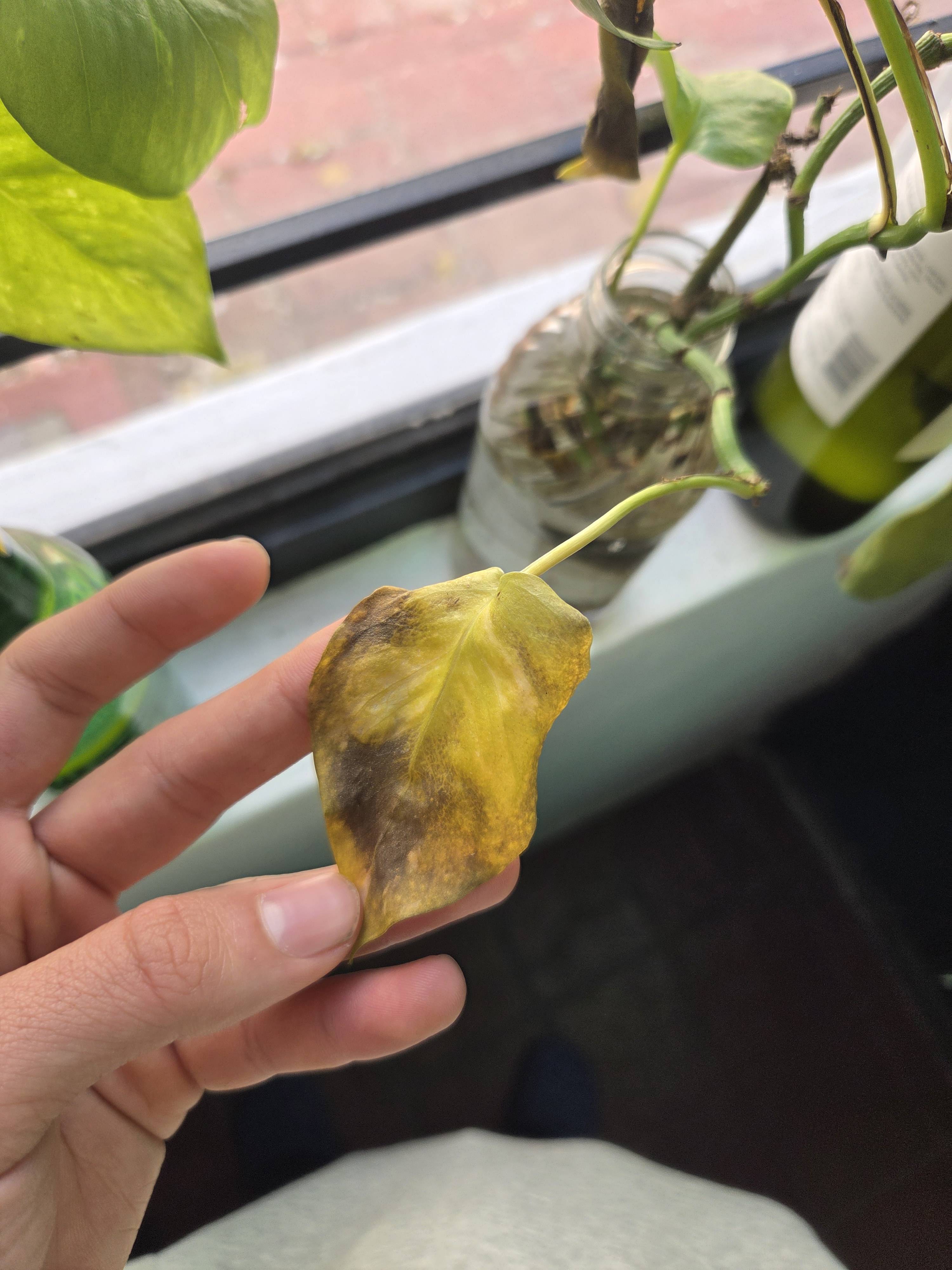 Como recuperar um Photus (Epipremnum pinnatum) com folhas amarelas e manchas marrons em hidroponia durante o inverno