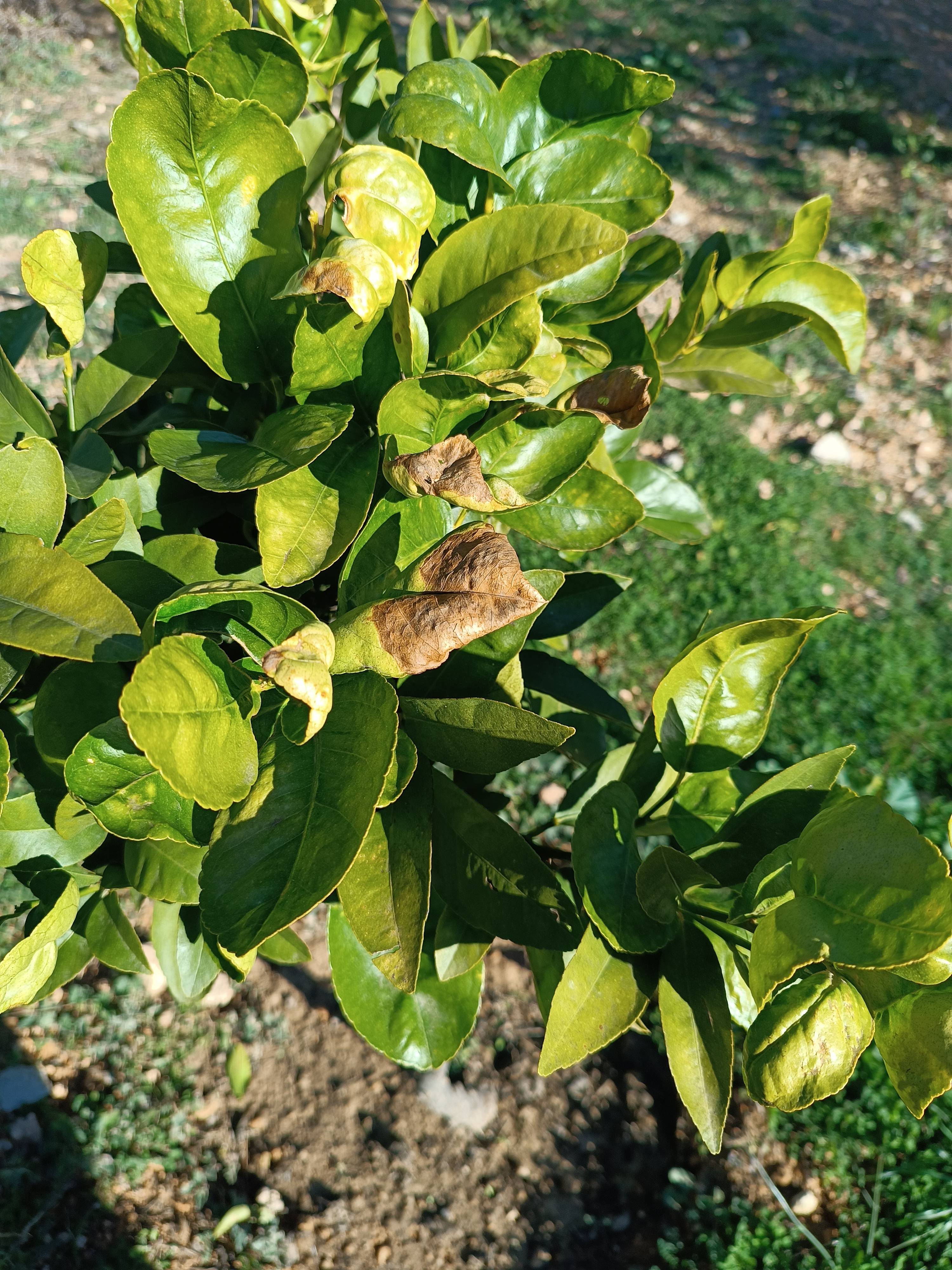 Come curare il tuo Lime Tahiti con foglie bordate di marrone e clorosi