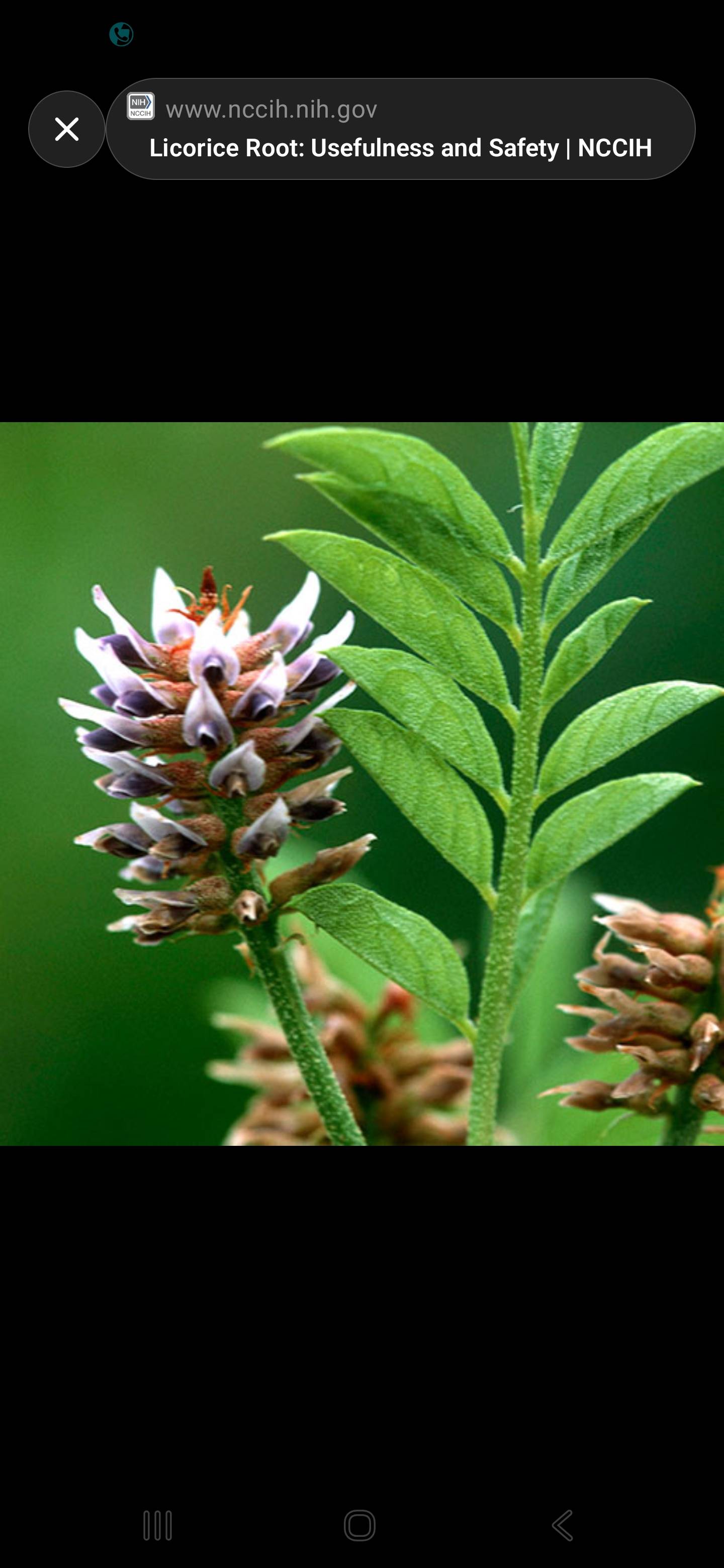 Süßholz (Glycyrrhiza glabra) — Gesunde Pflanzenpflege und worauf zu achten ist