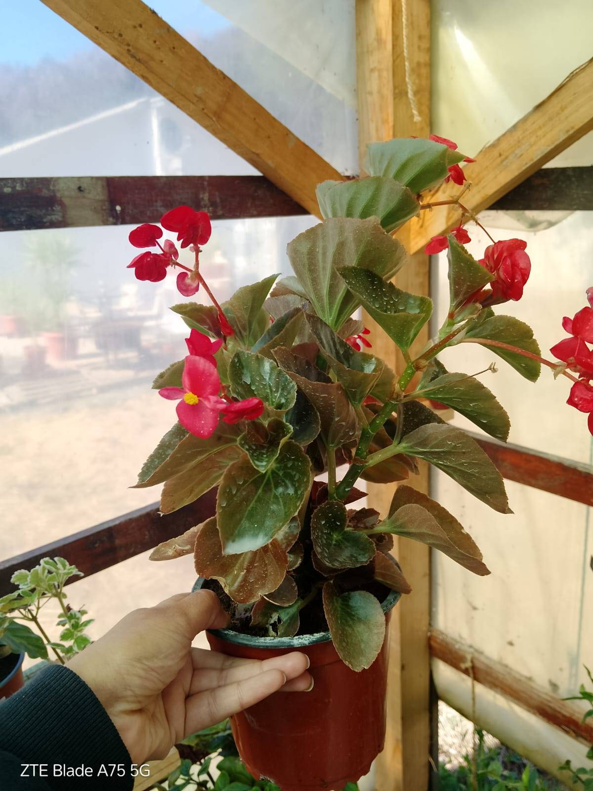 Cómo tratar manchas blancas en tu Begonia (Begonia cucullata)