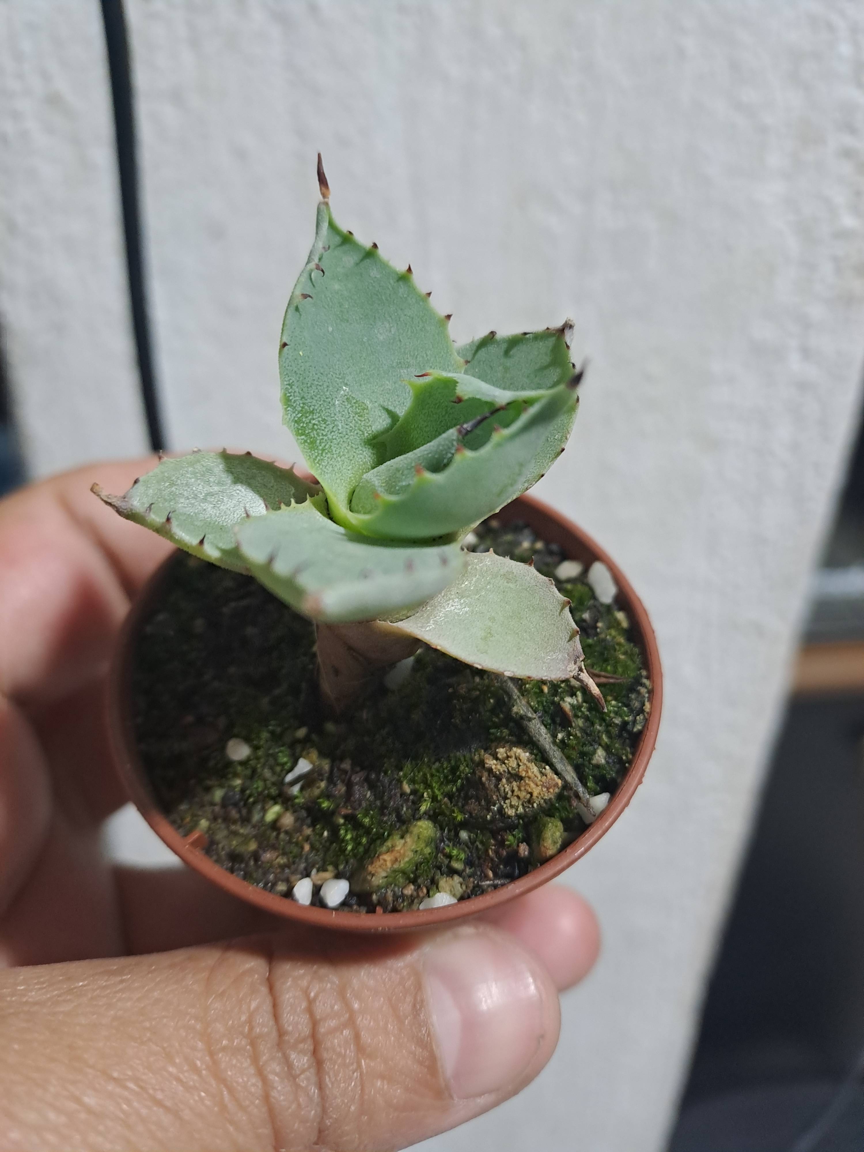 Mescal (Agave parryi): puntas marrones y musgo en sustrato — diagnóstico y solución