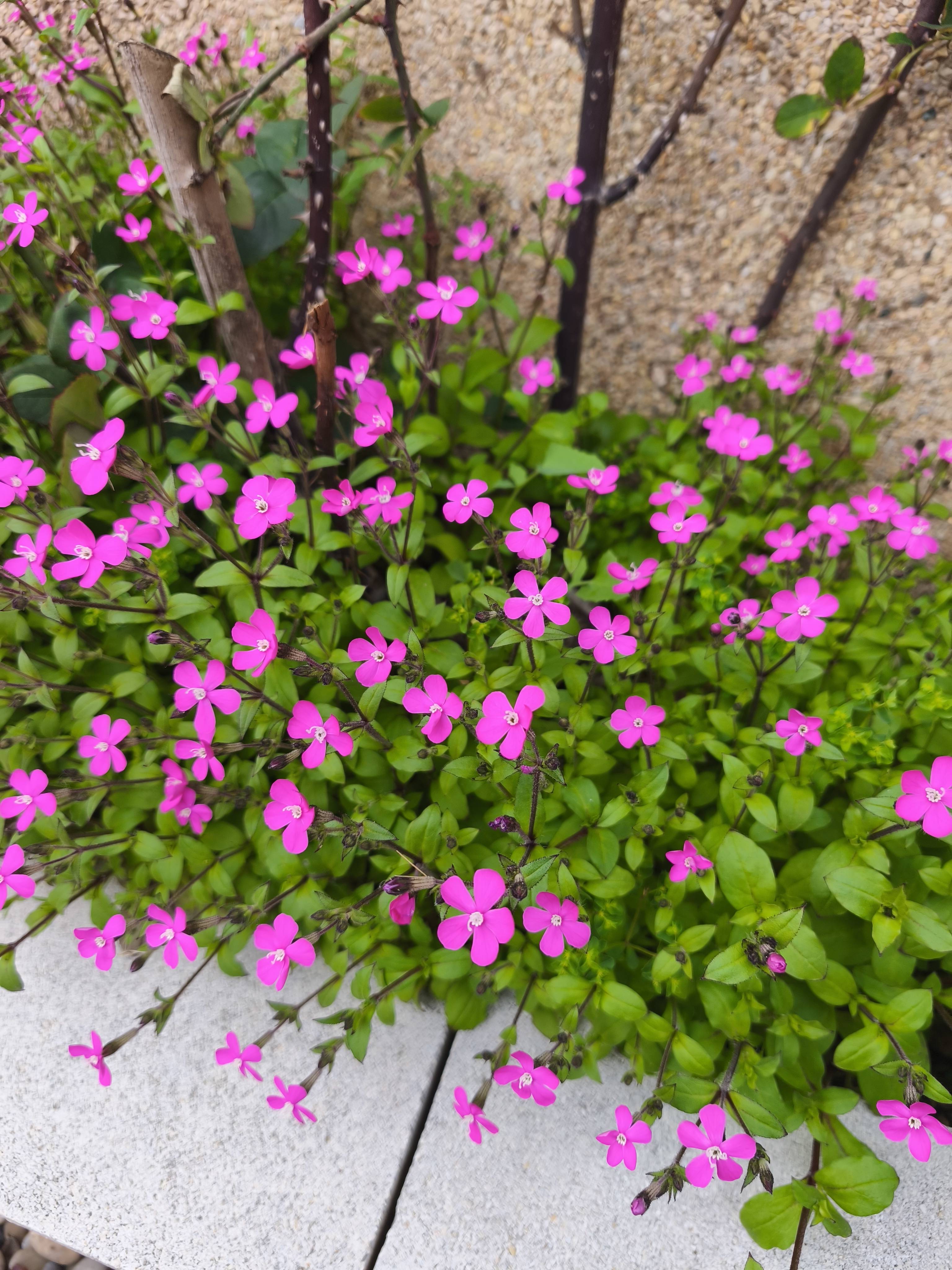Cuidados da Colleja magenta (Silene pseudoatocion) — guia rápida