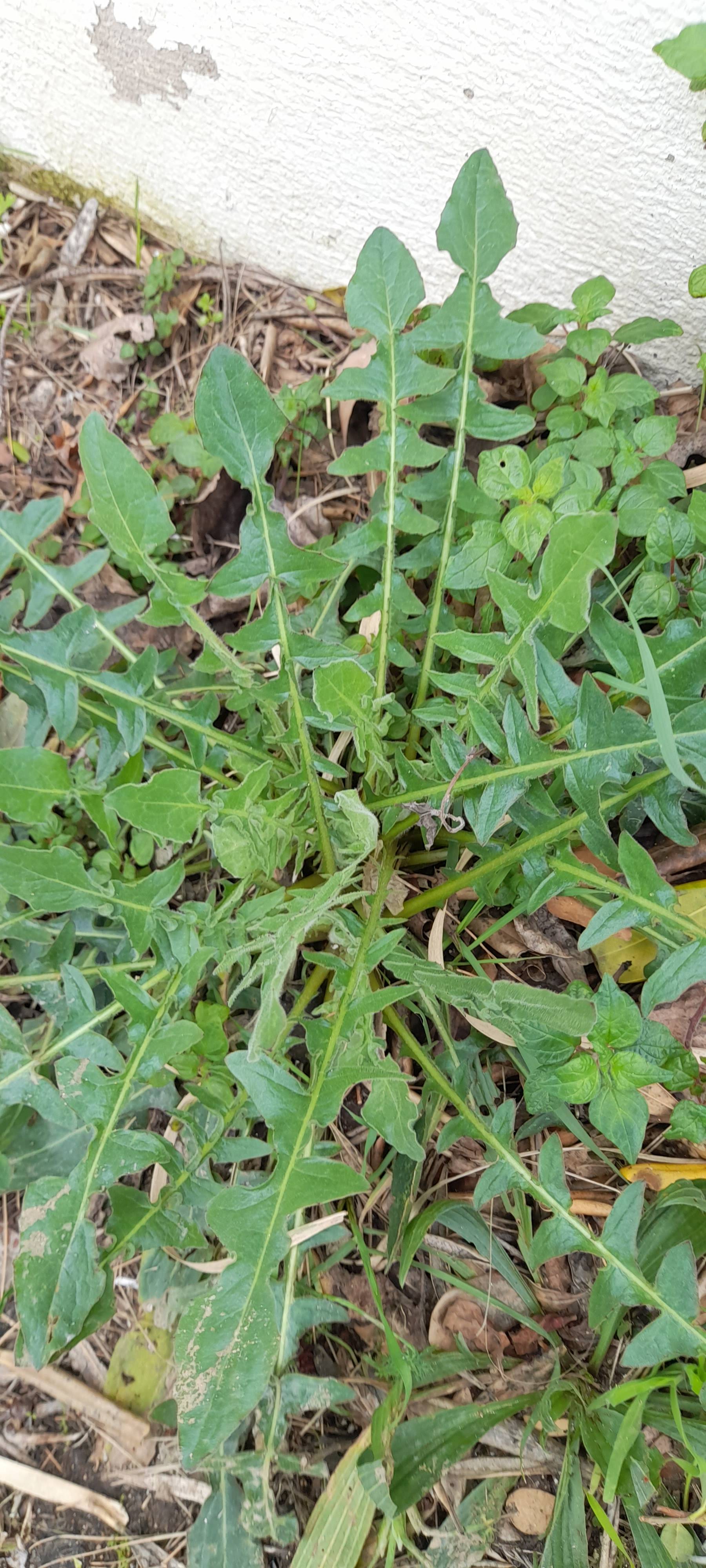 Cosa succede alla mia Cicoria pazzerella (Crepis bursifolia): diagnosi e rimedi