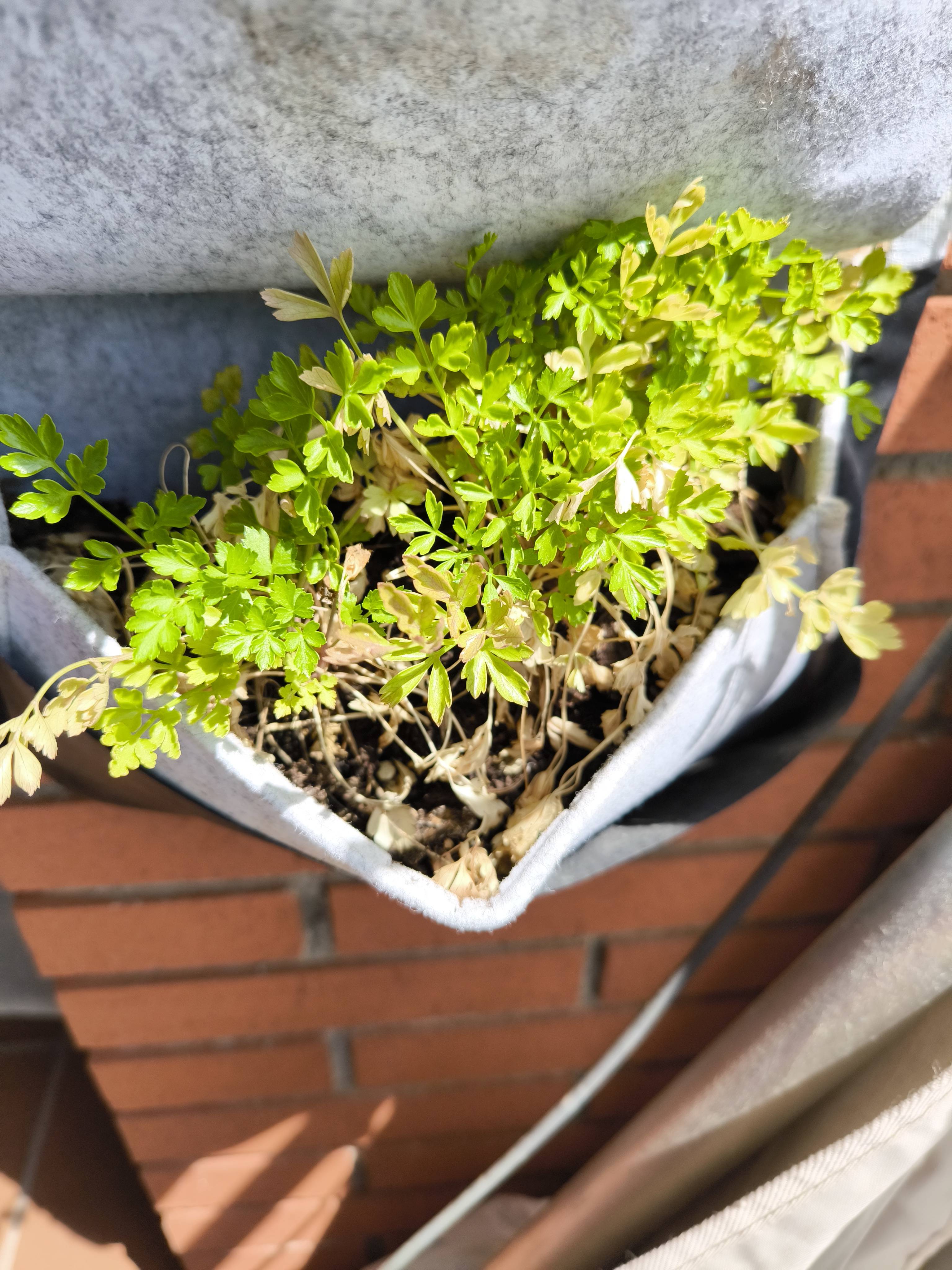 Come recuperare il prezzemolo con foglie gialle e secche