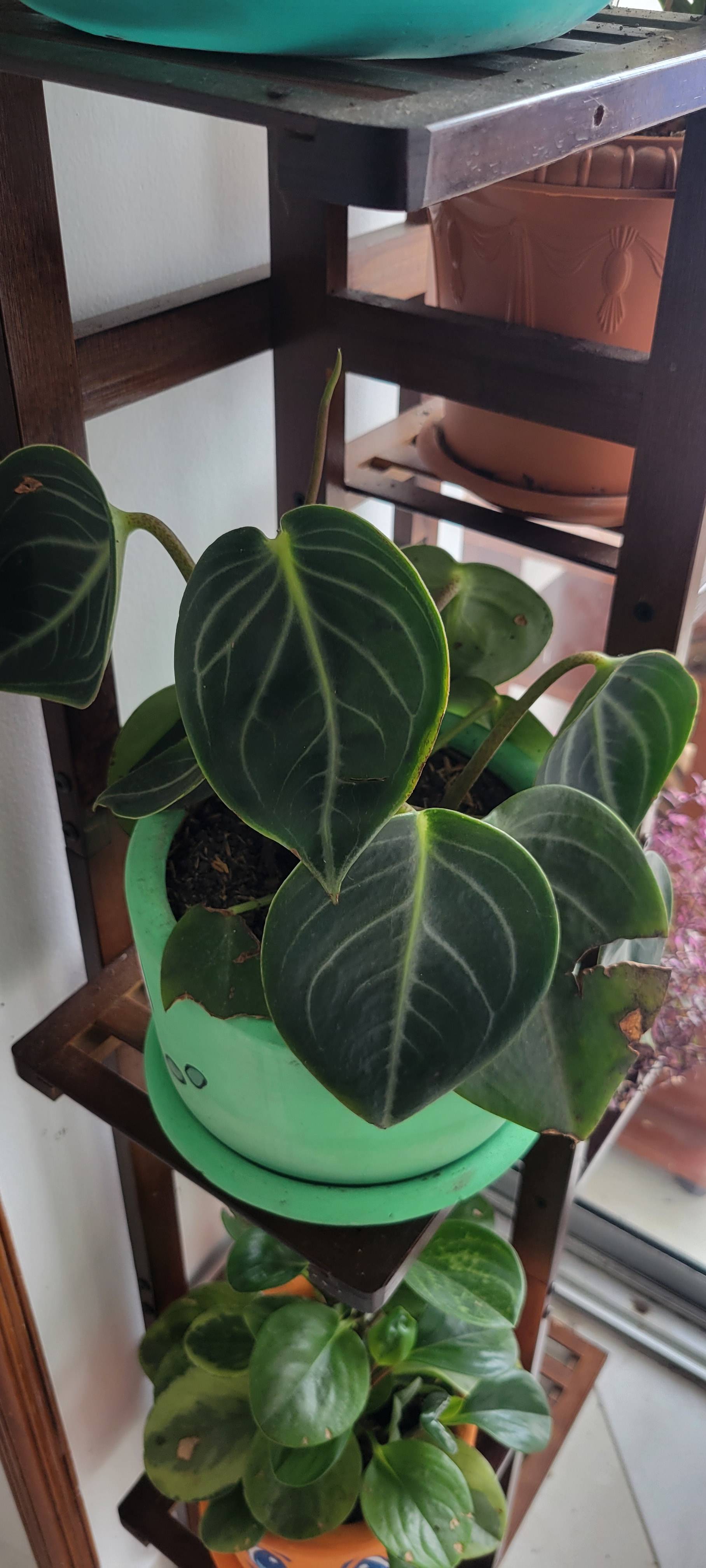 Étapes de soin pour une Peperomia maculosa légèrement stressée