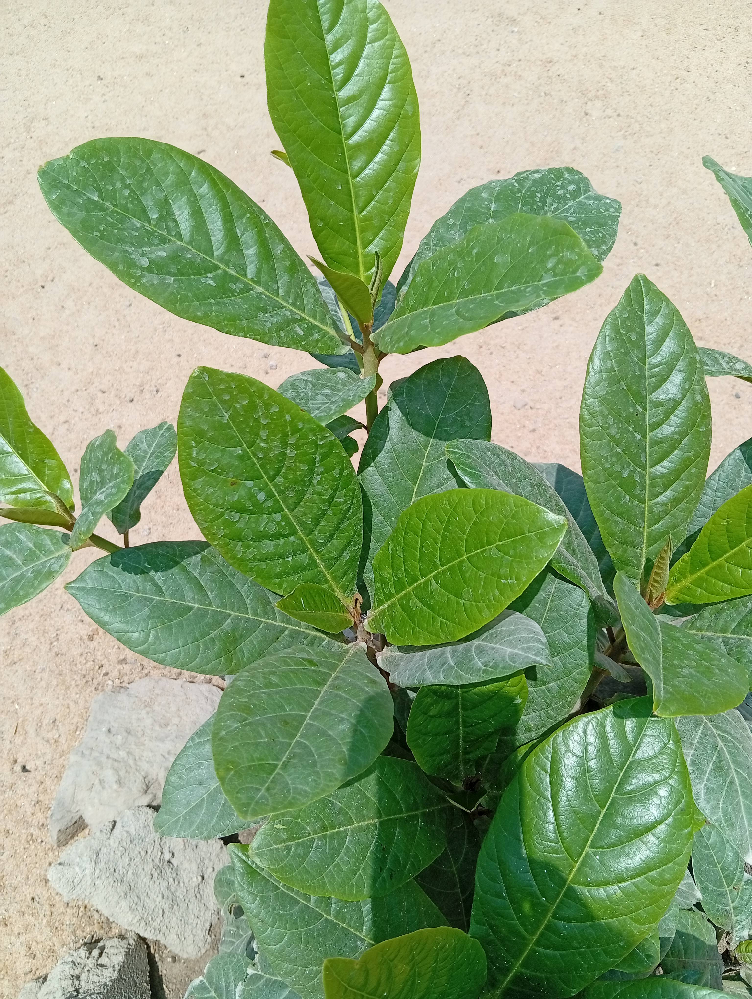 Perché il tuo Mandorlo tropicale ha piccole macchioline bianche — cosa controllare e come risolvere