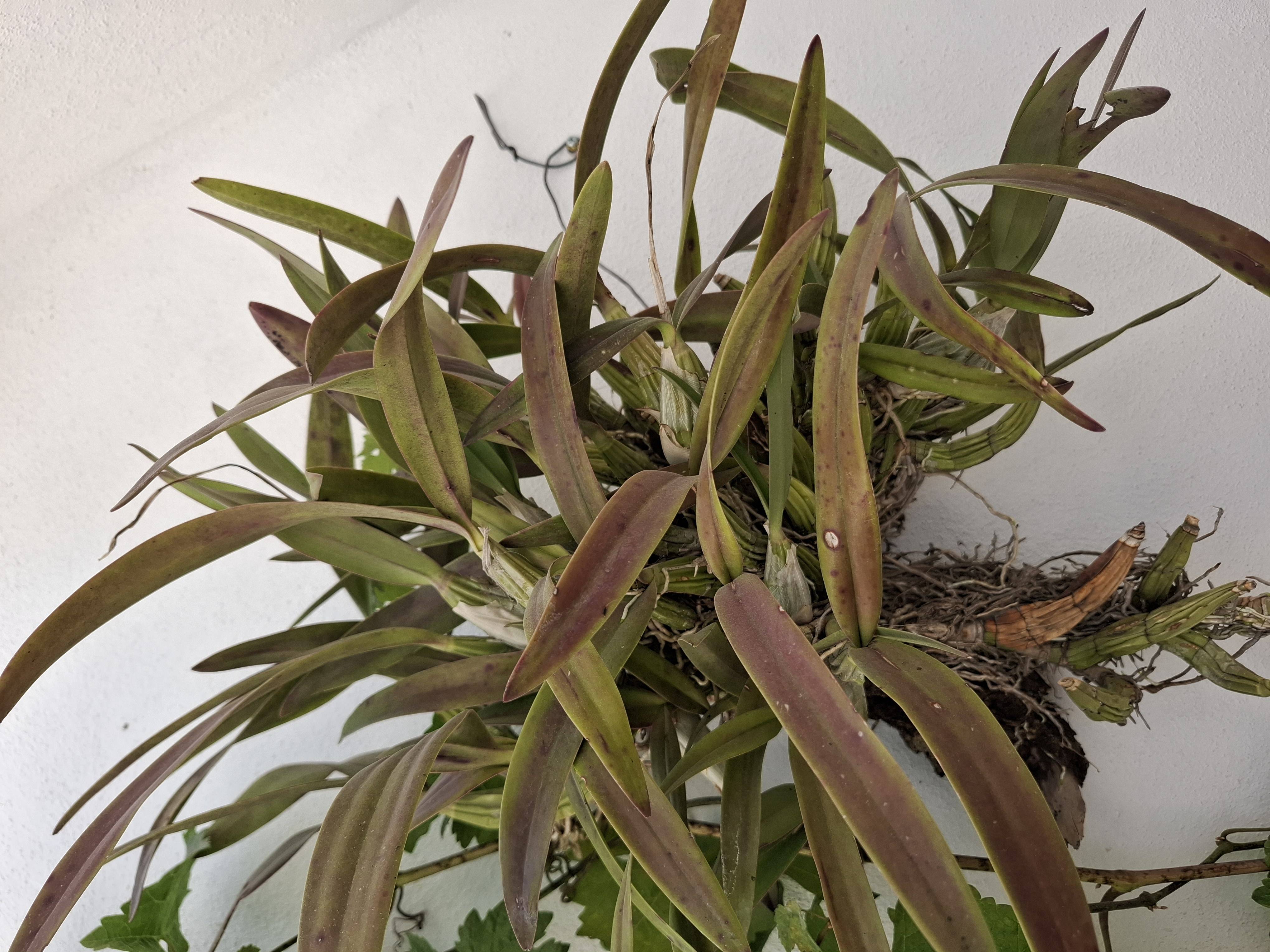 Cómo cuidar Laelia autumnalis con signos leves de estrés foliar