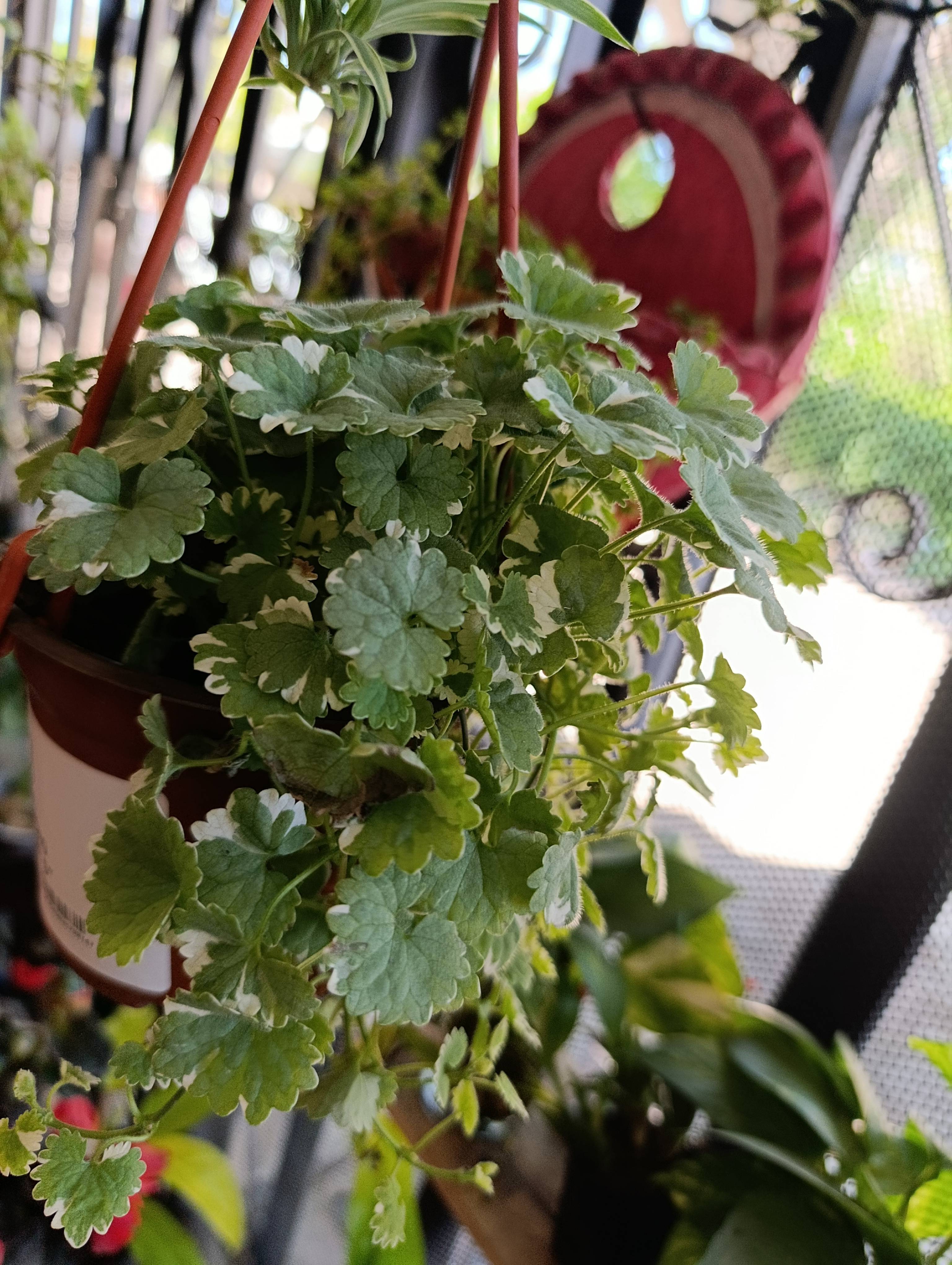 Cómo cuidar el perejilillo (Hydrocotyle sibthorpioides) en invierno: guía práctica