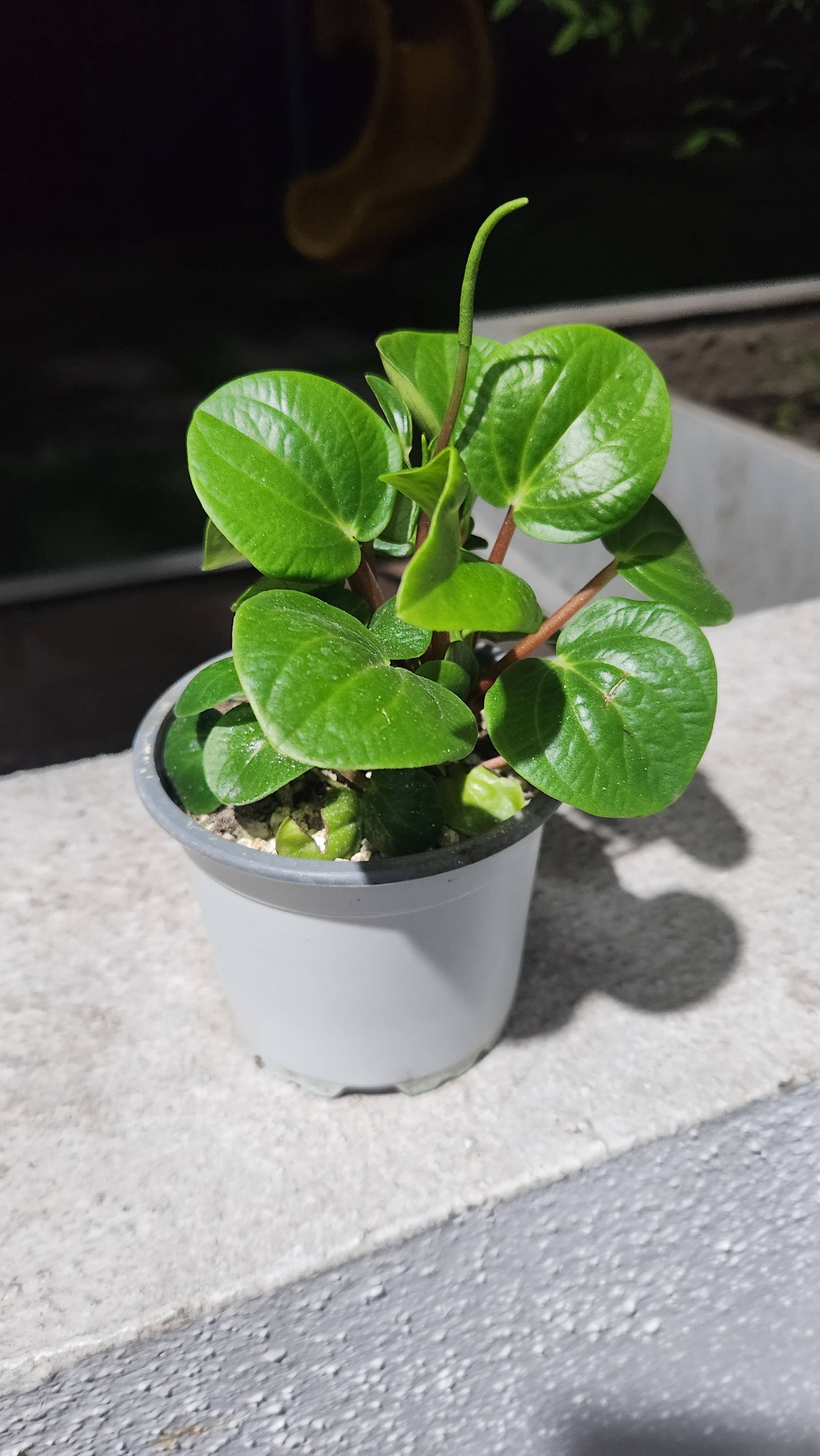 Cuidados de la Peperomia de Plata (Peperomia albovittata) en primavera