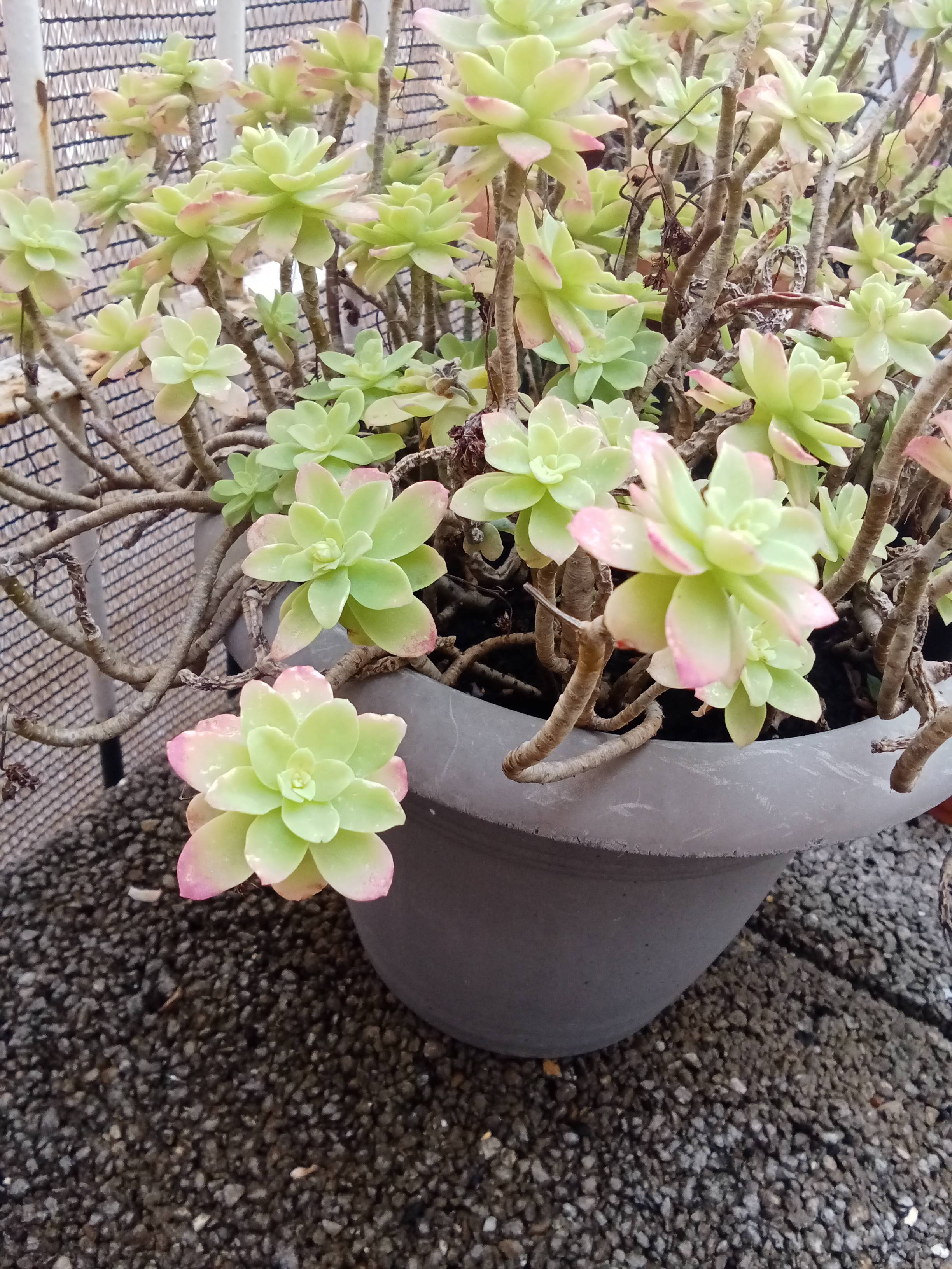 Cuidado de Echeveria (Sedum palmeri): diagnóstico y recomendaciones