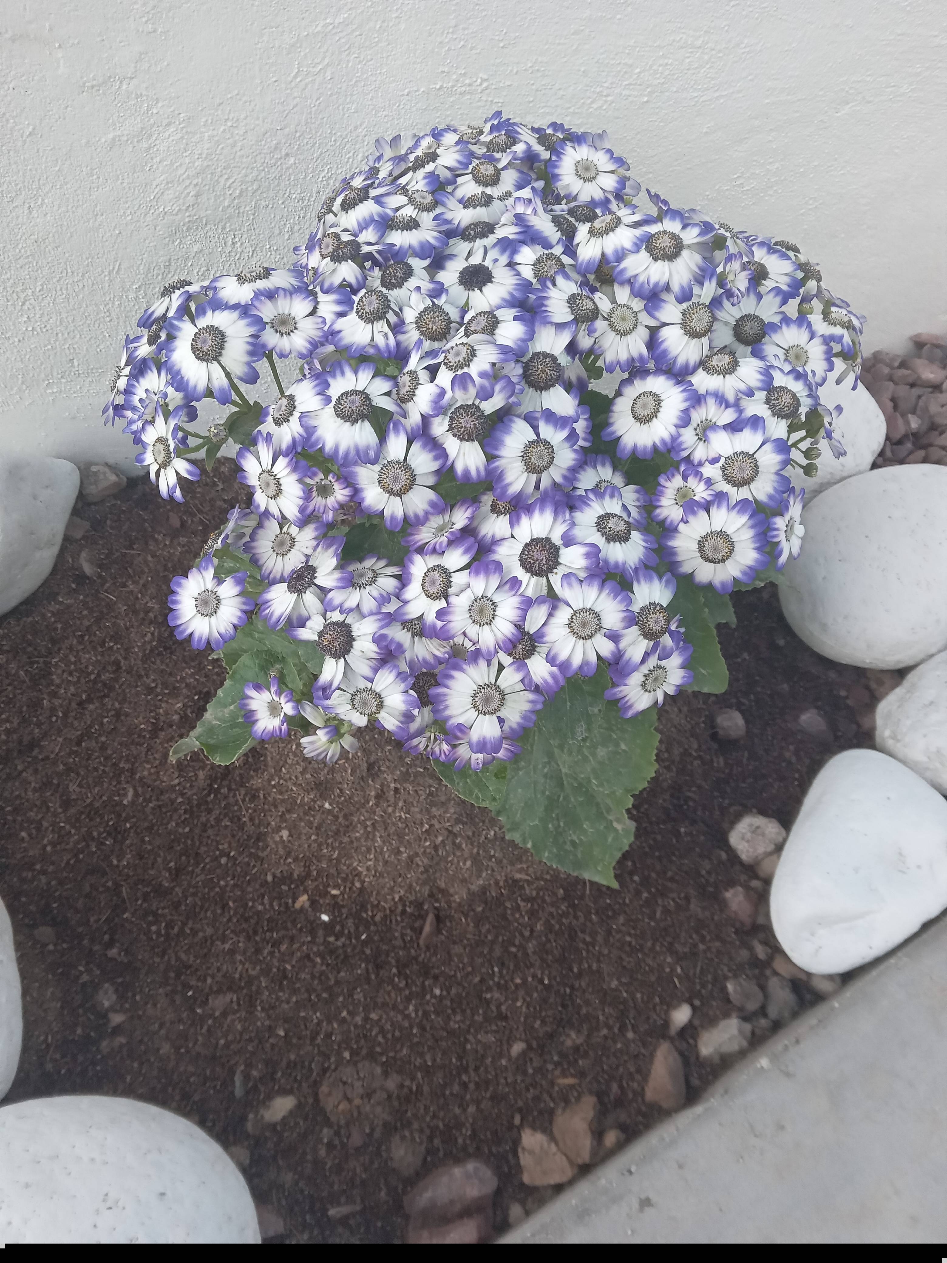 Care for Pericallis × hybrida in Cold Climate (Durango, Mexico)