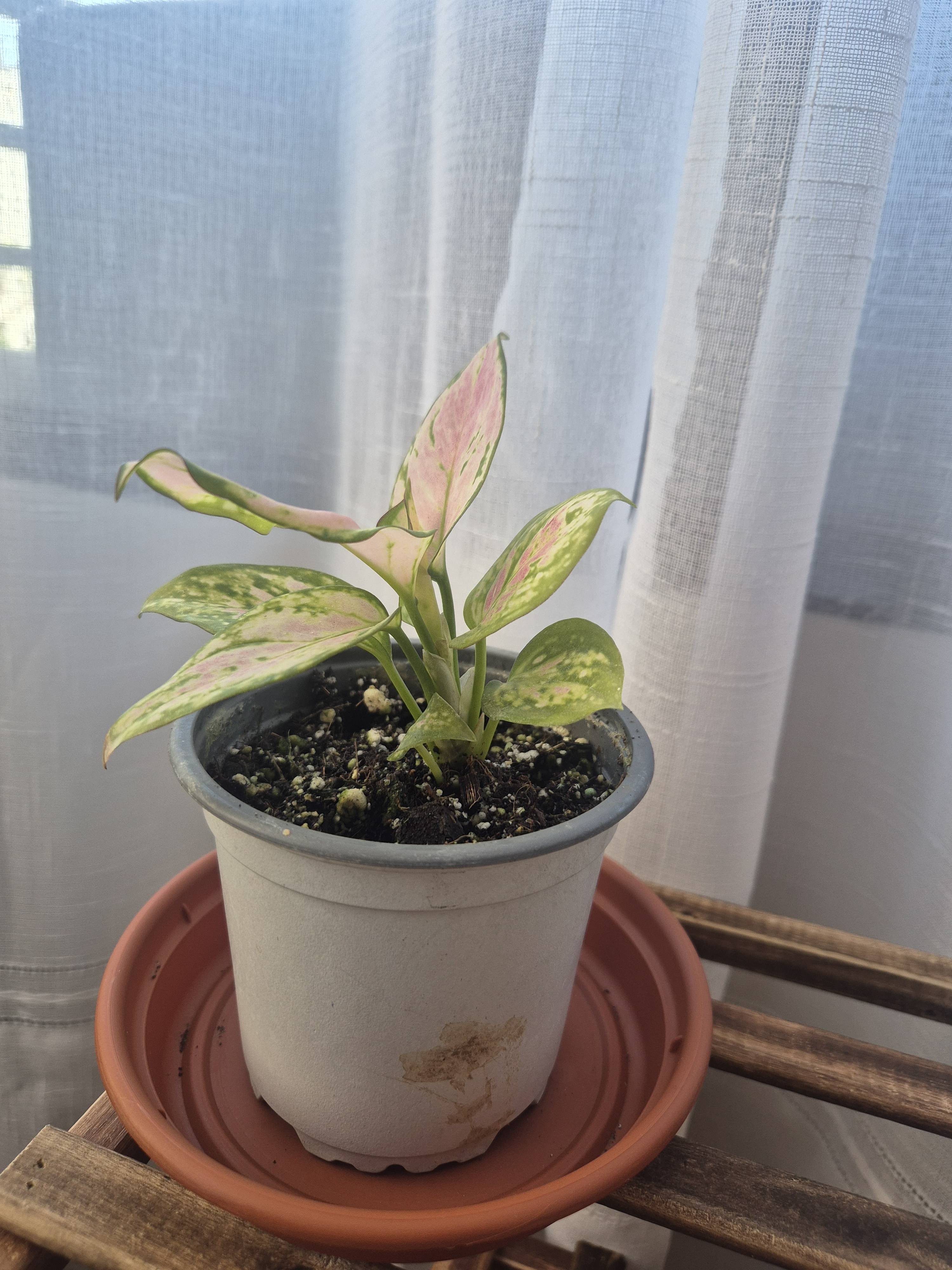 Meine Aglaonema 'Fuego' neigt sich: Ursachen und einfache Lösungen