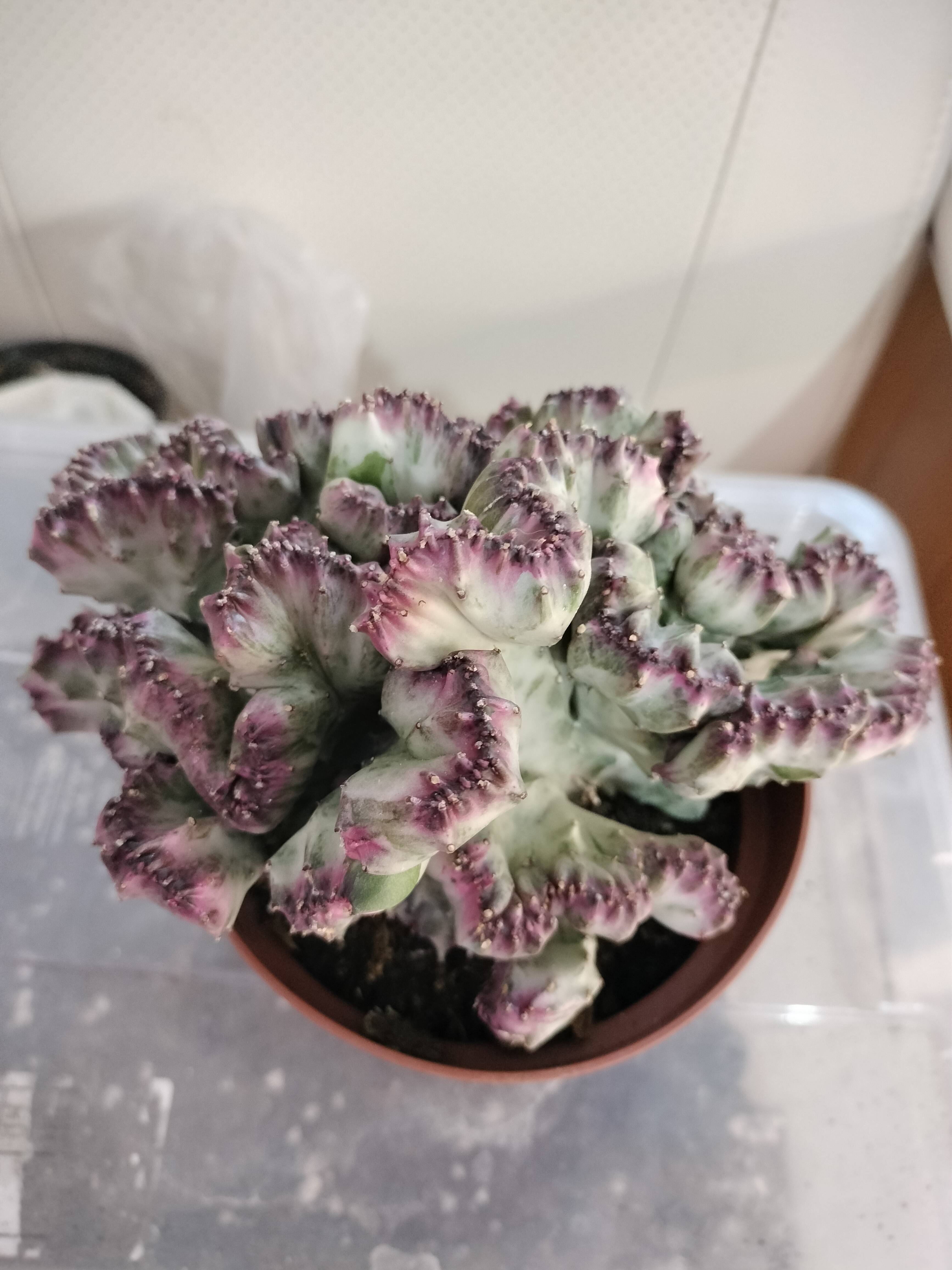 Cuidados para Candelero (Euphorbia lactea): diagnóstico y recomendaciones