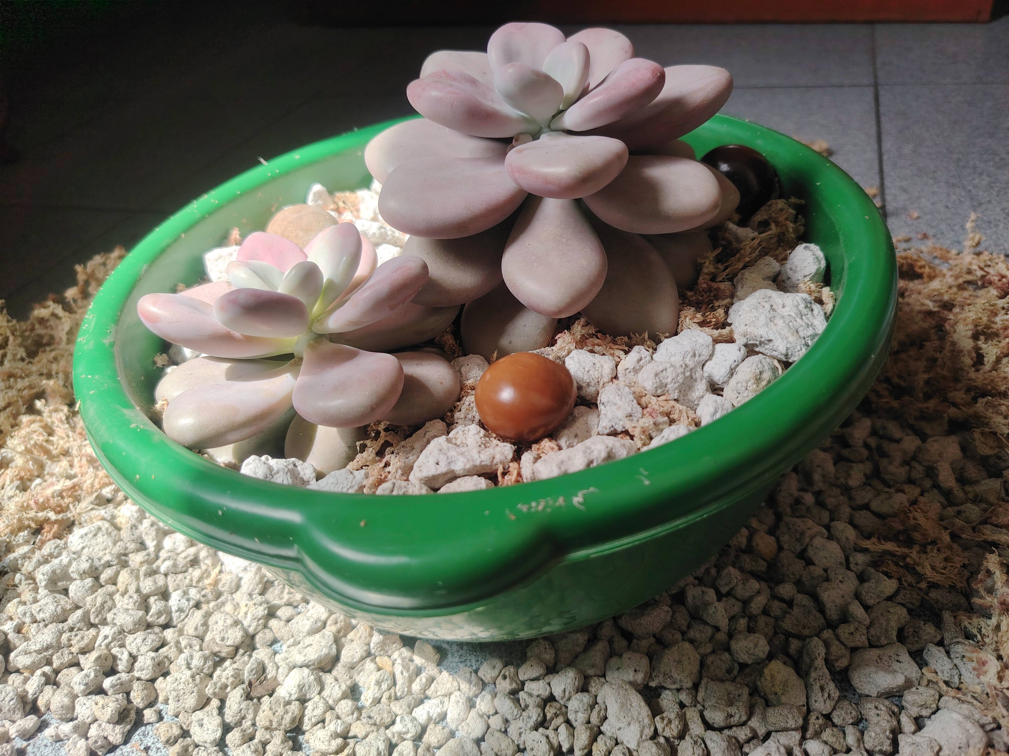 Soins et diagnostic du Doigt d'enfant (Graptopetalum amethystinum)