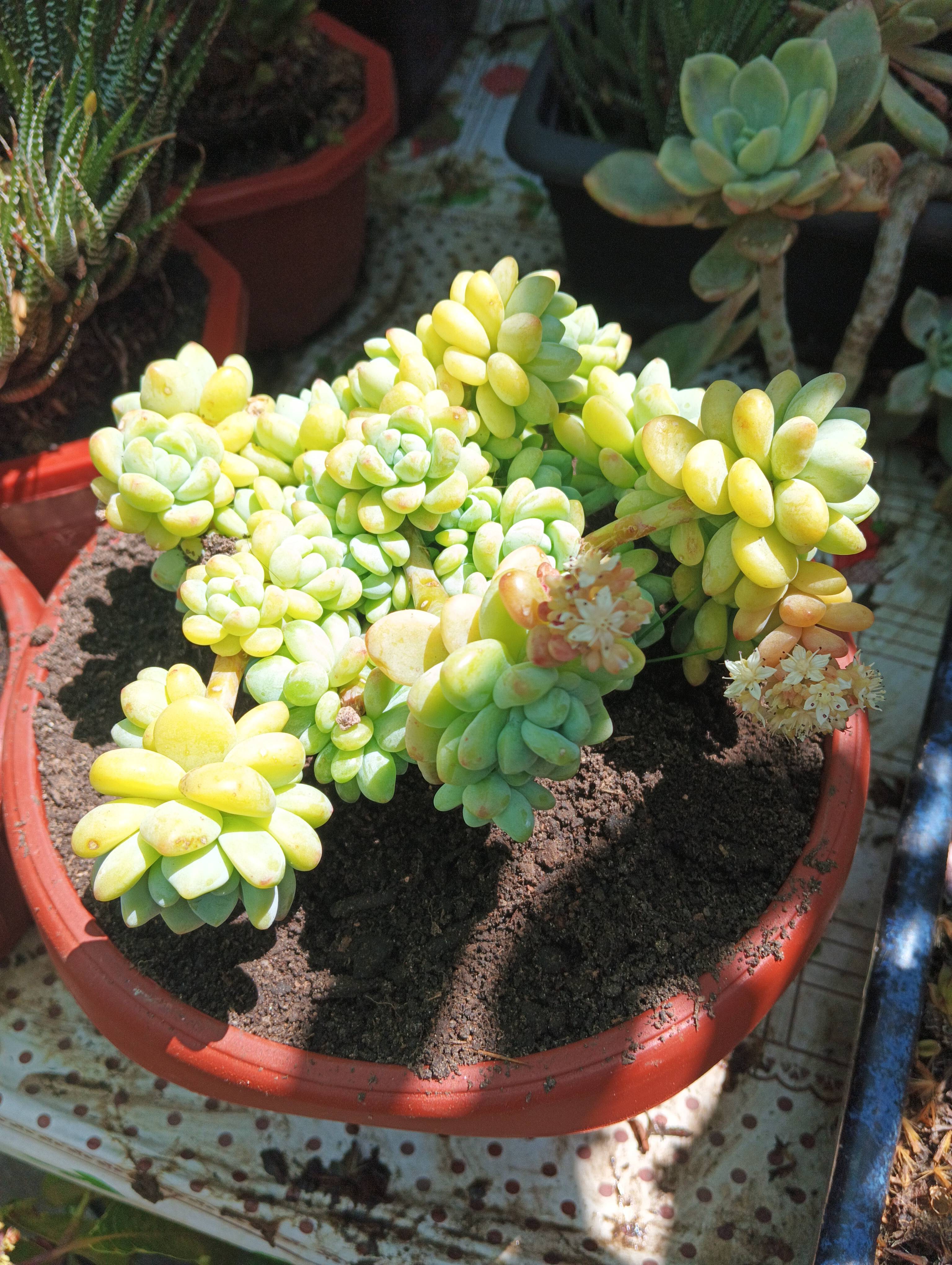 Care for Sedum pachyphyllum (Pork and Beans): diagnosis and recommendations