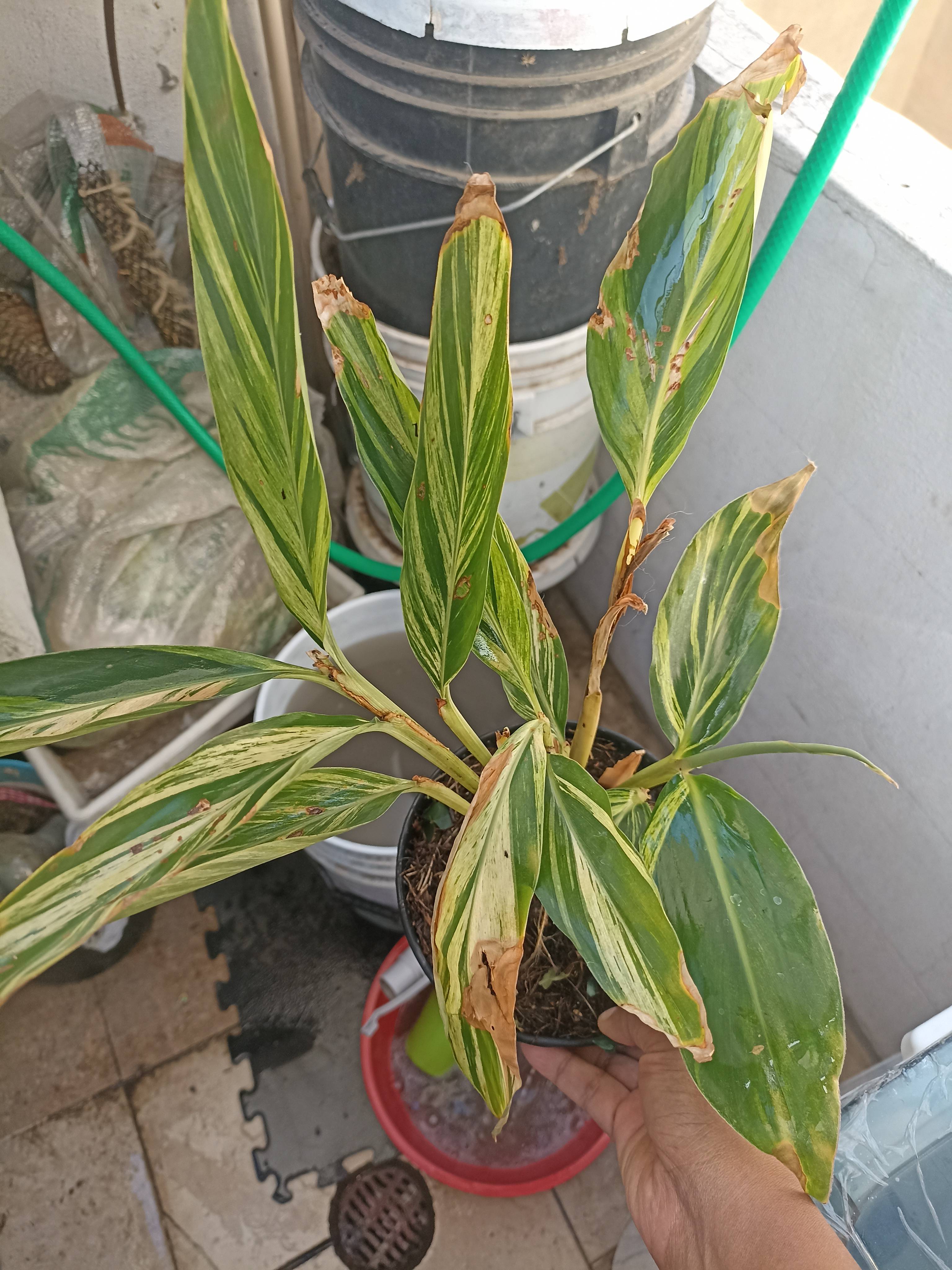 Lis de porcelaine (Alpinia zerumbet) : comment identifier et corriger le stress foliaire