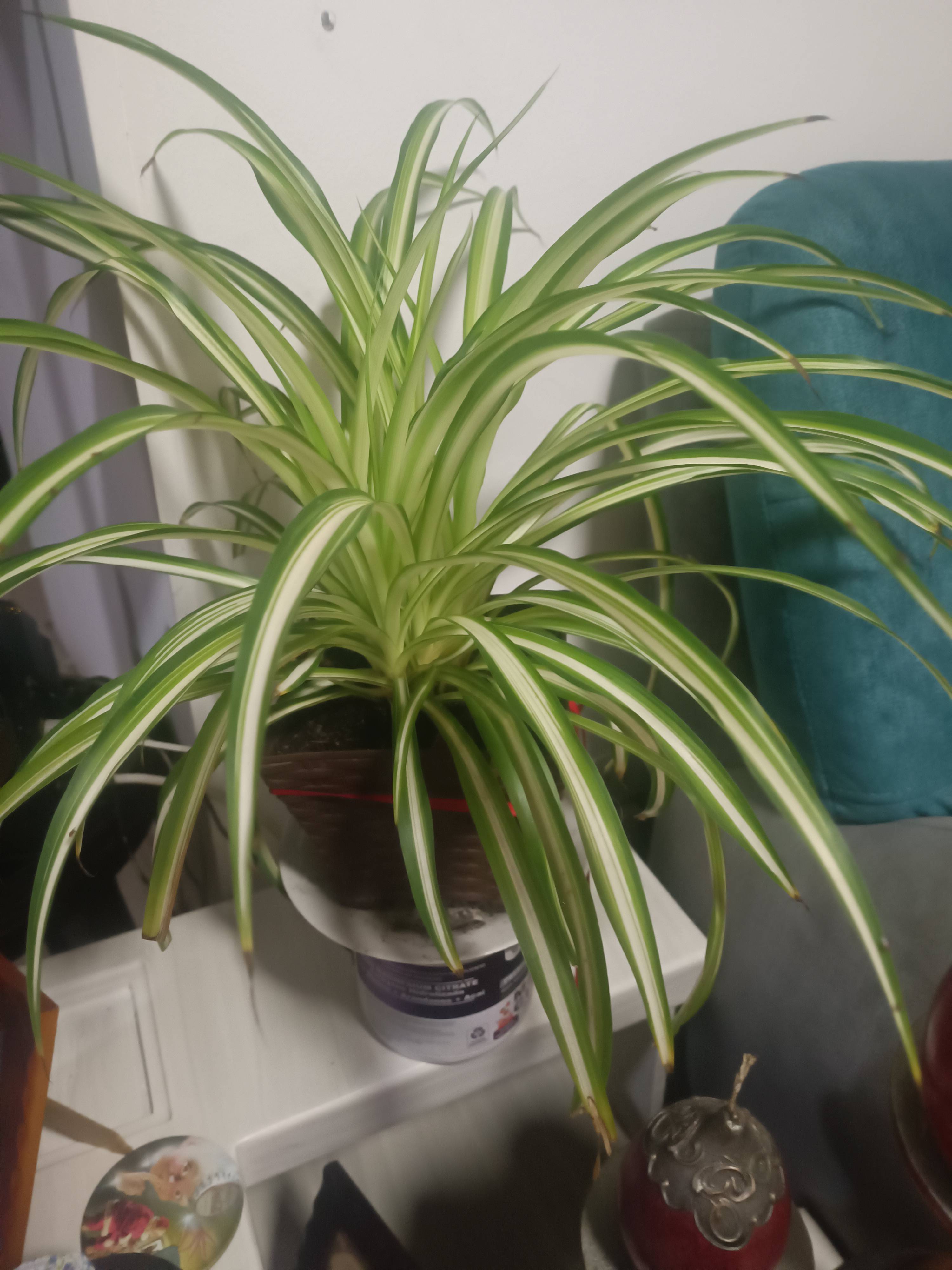 Spider plant (Chlorophytum capense): brown tips from mild stress
