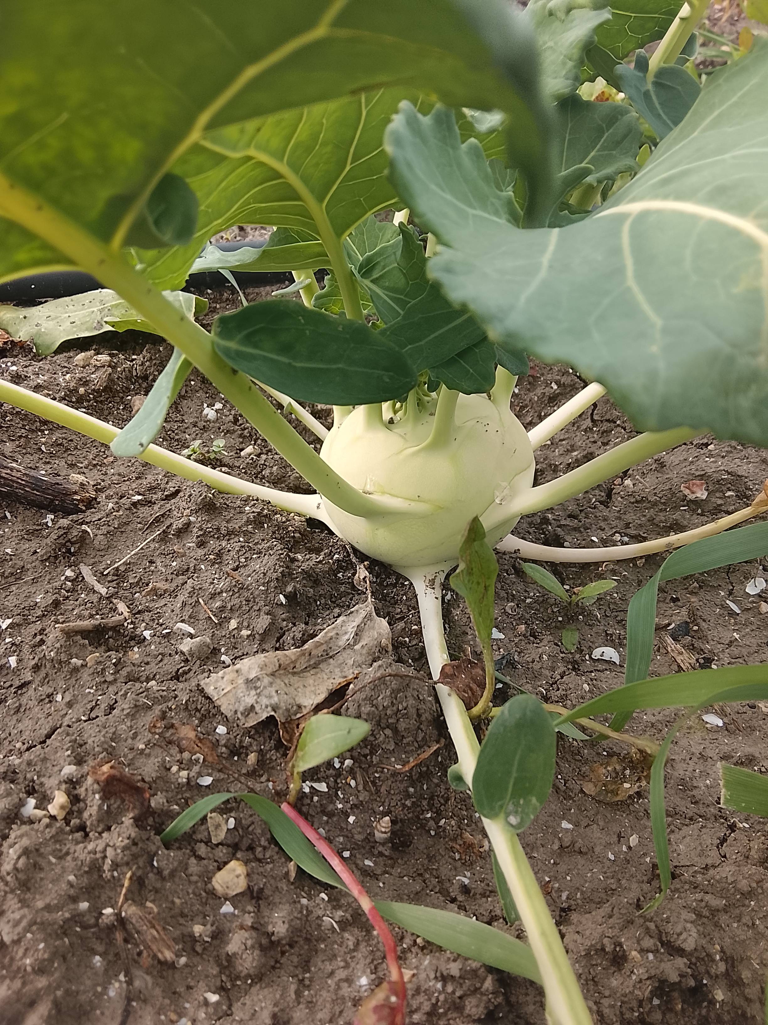 Healthy cauliflower: basic care and problem prevention