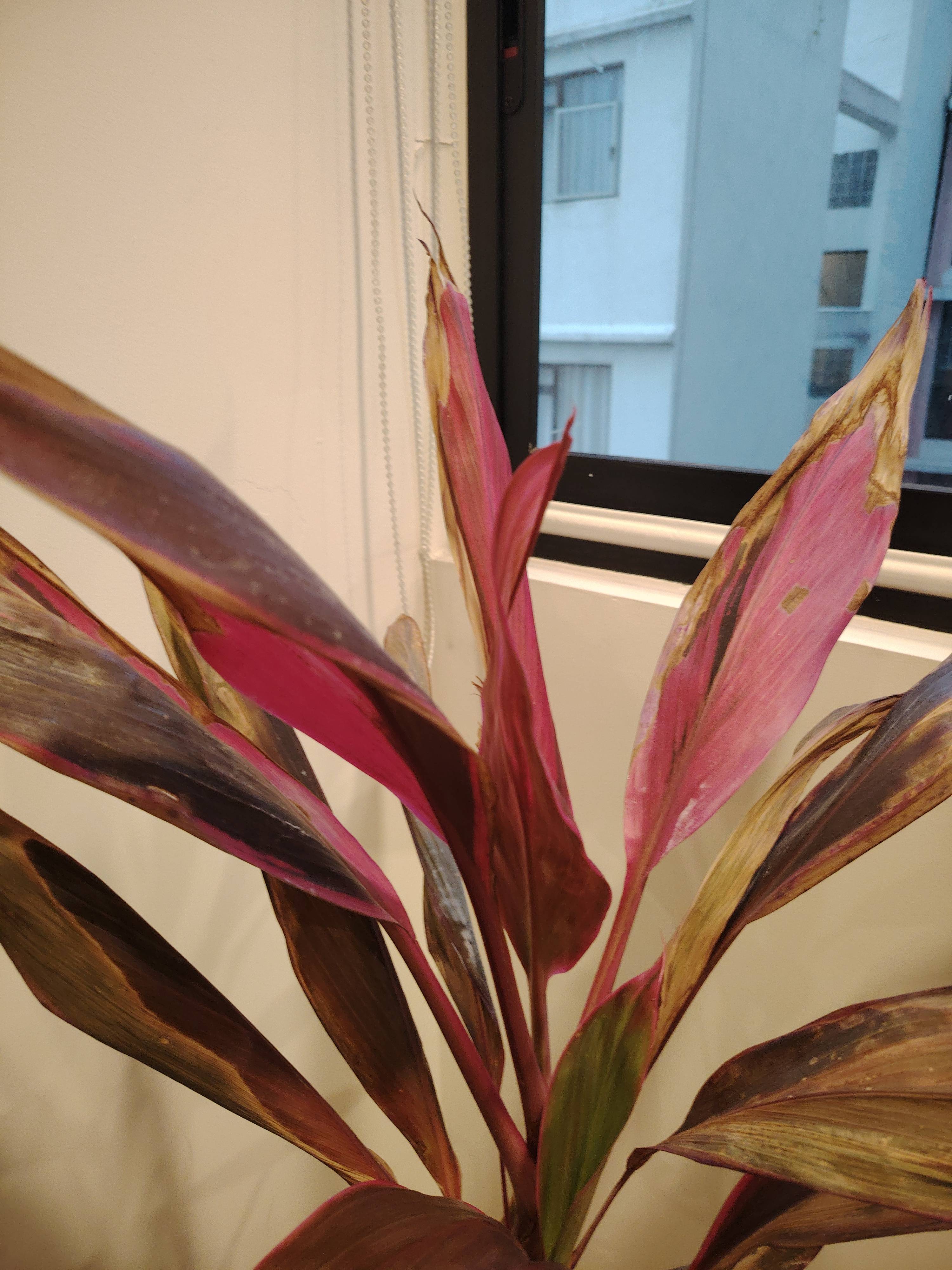 Cana-do-índio (Cordyline fruticosa): como tratar bordas e pontas secas