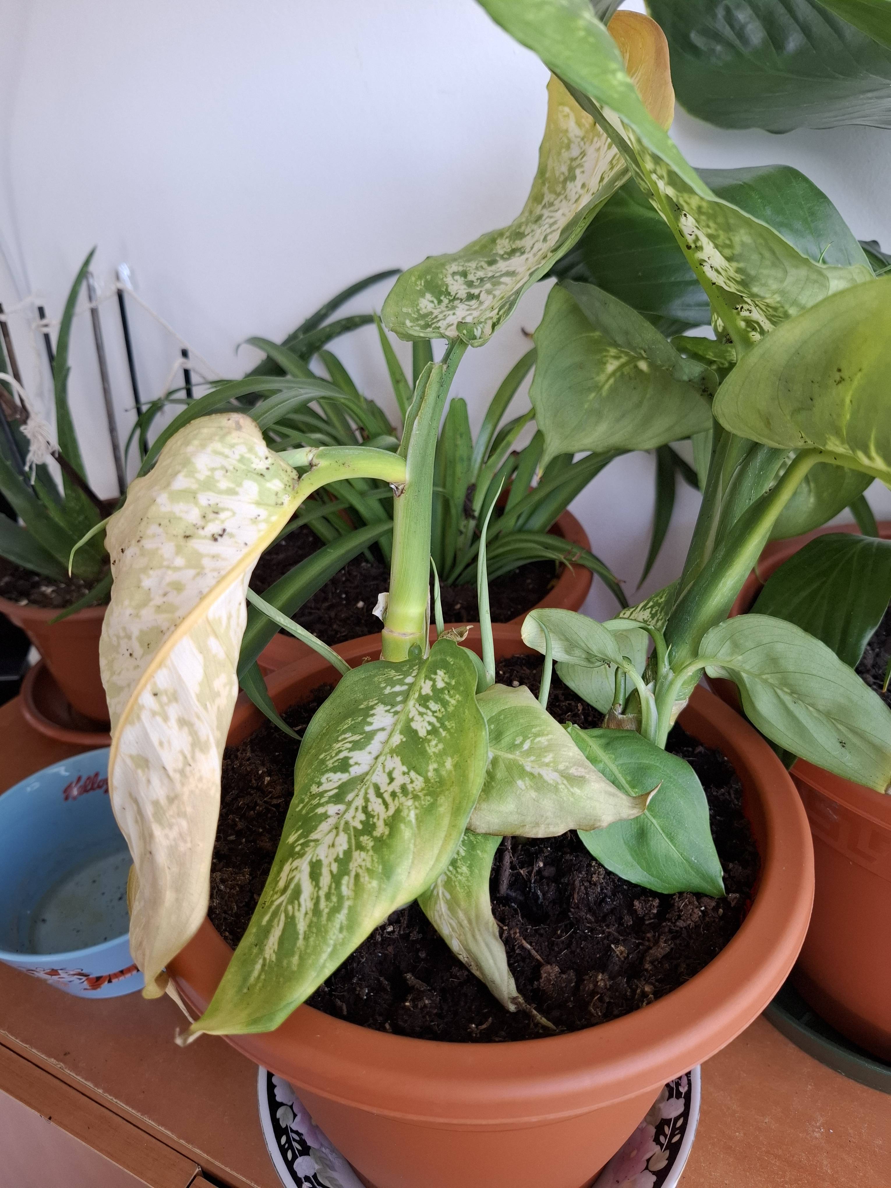 How to Recover a Dieffenbachia with Dry Edges and Spots: Diagnosis and Care