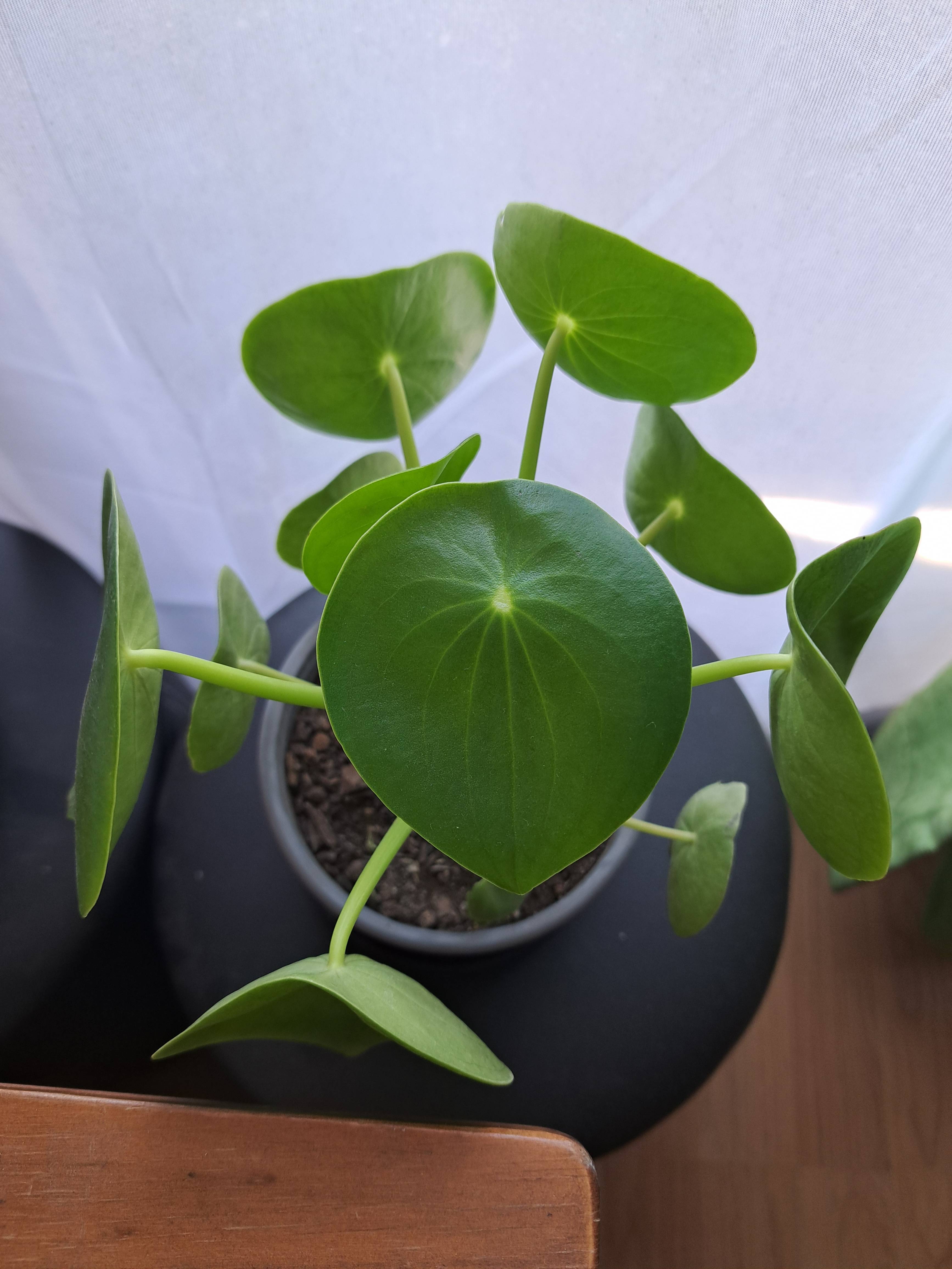 Entretien du Coeur de Marie (Peperomia polybotrya) : guide rapide pour des plantes saines