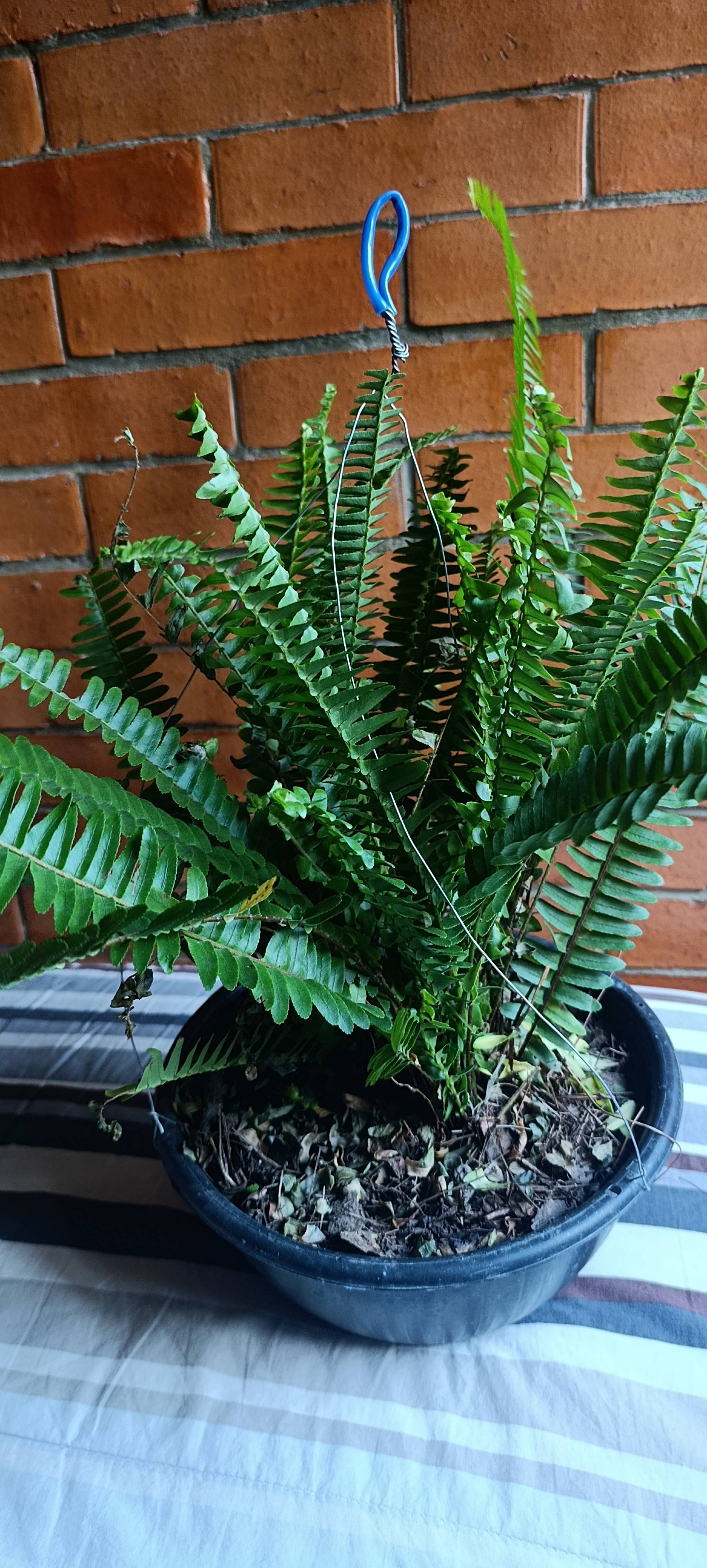 Helecho Nephrolepis: por qué se secan los bordes y cómo recuperarlo en invierno