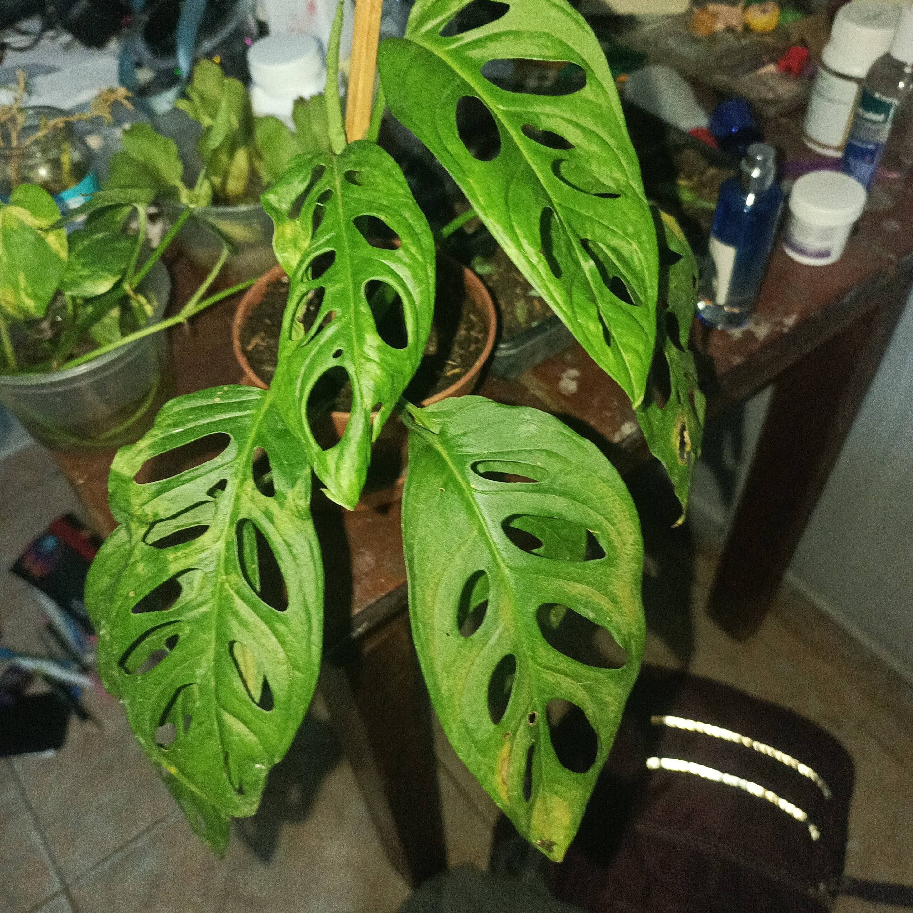 Monstera adansonii (Swiss Cheese Vine): brown edges and mild discoloration — causes and fix