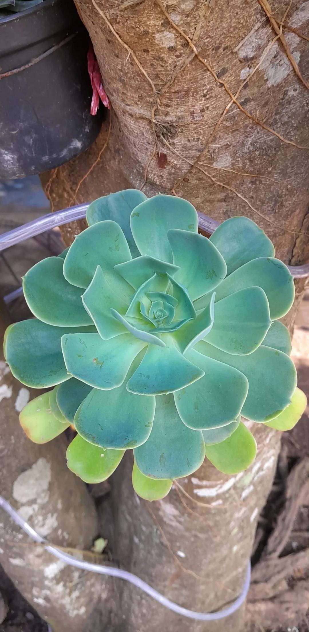 Conchita (Echeveria secunda): como interpretar as folhas amarelas e pequenas manchas
