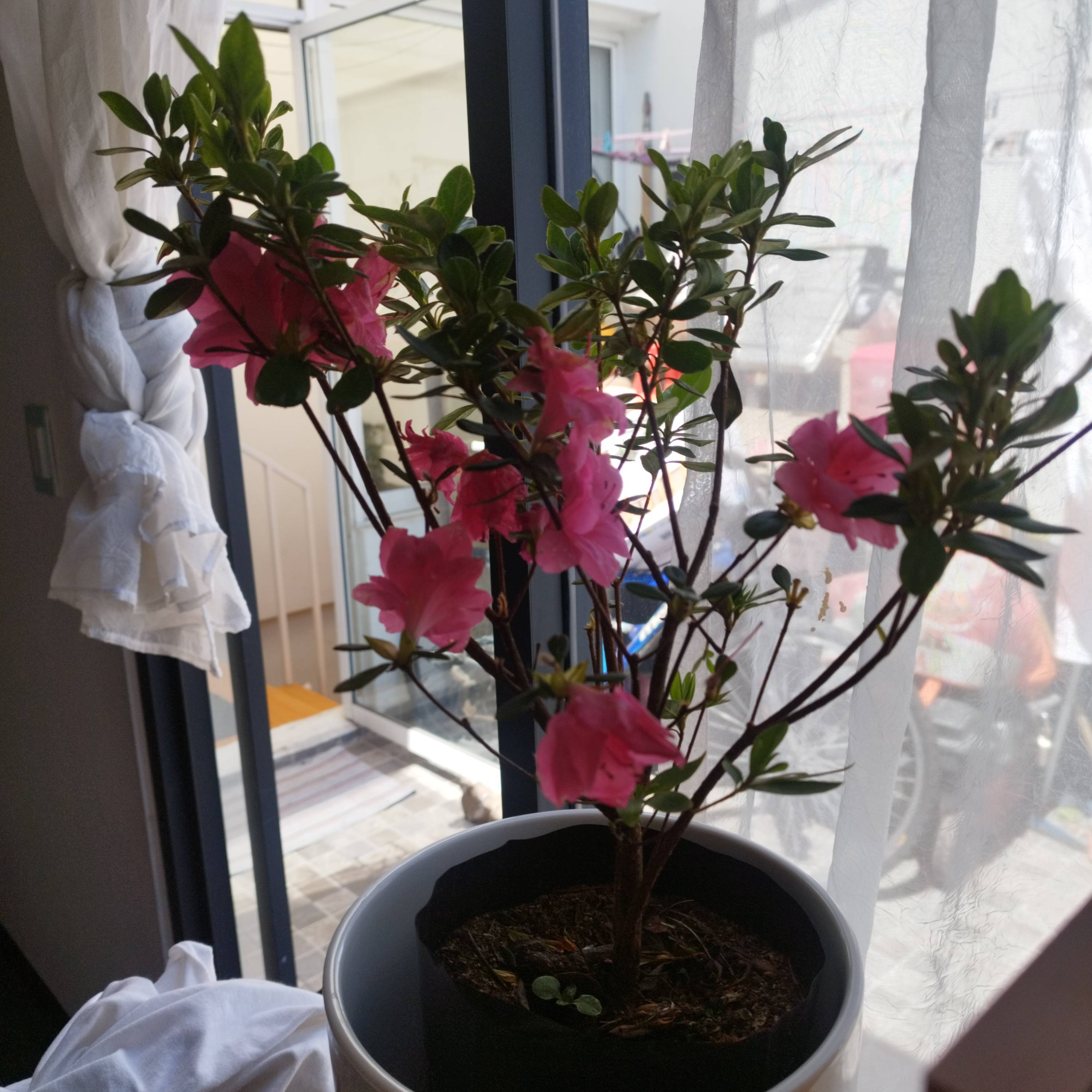 Soins de base pour une azalée (Rhododendron indicum) en fleurs à Mexico