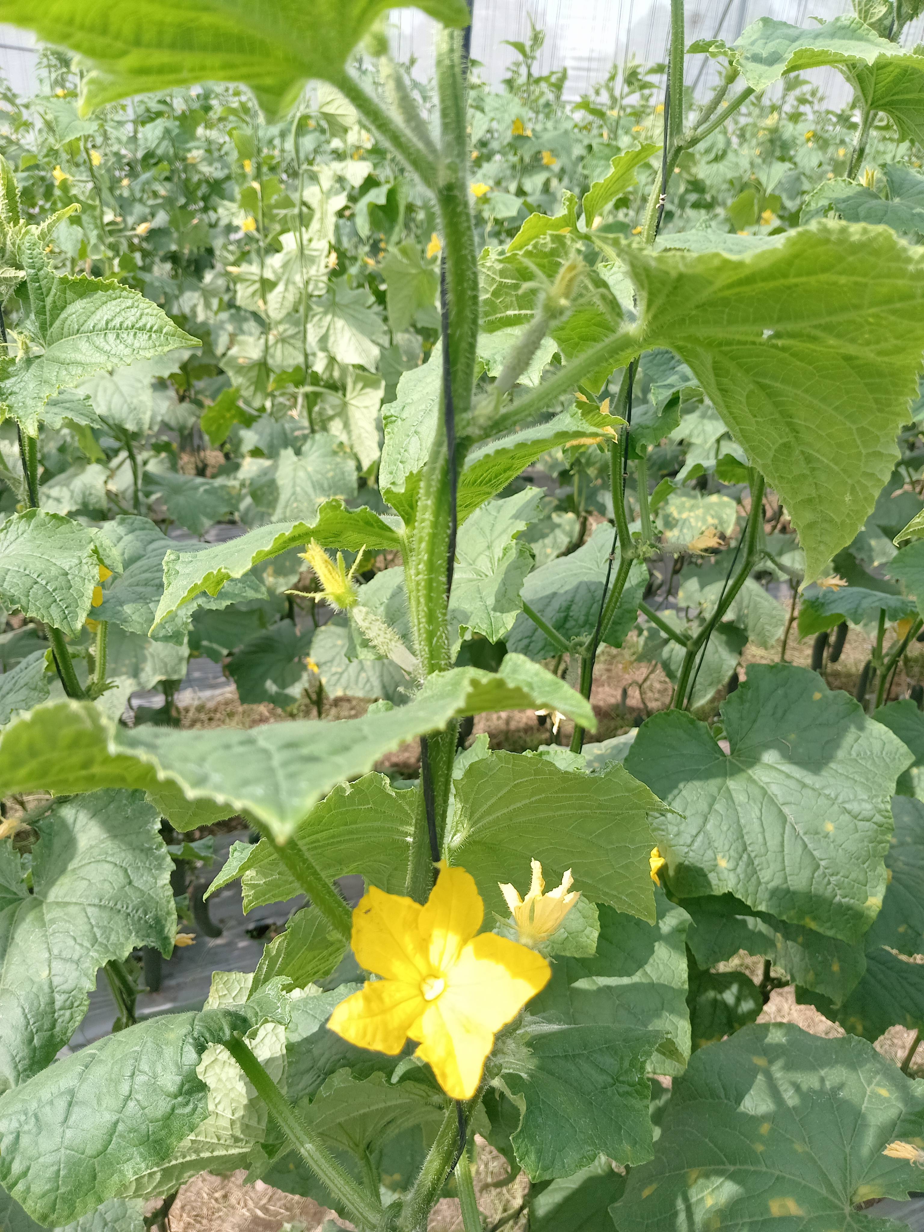 Pepino com estresse leve: folhas com manchas amarelas — diagnóstico e solução