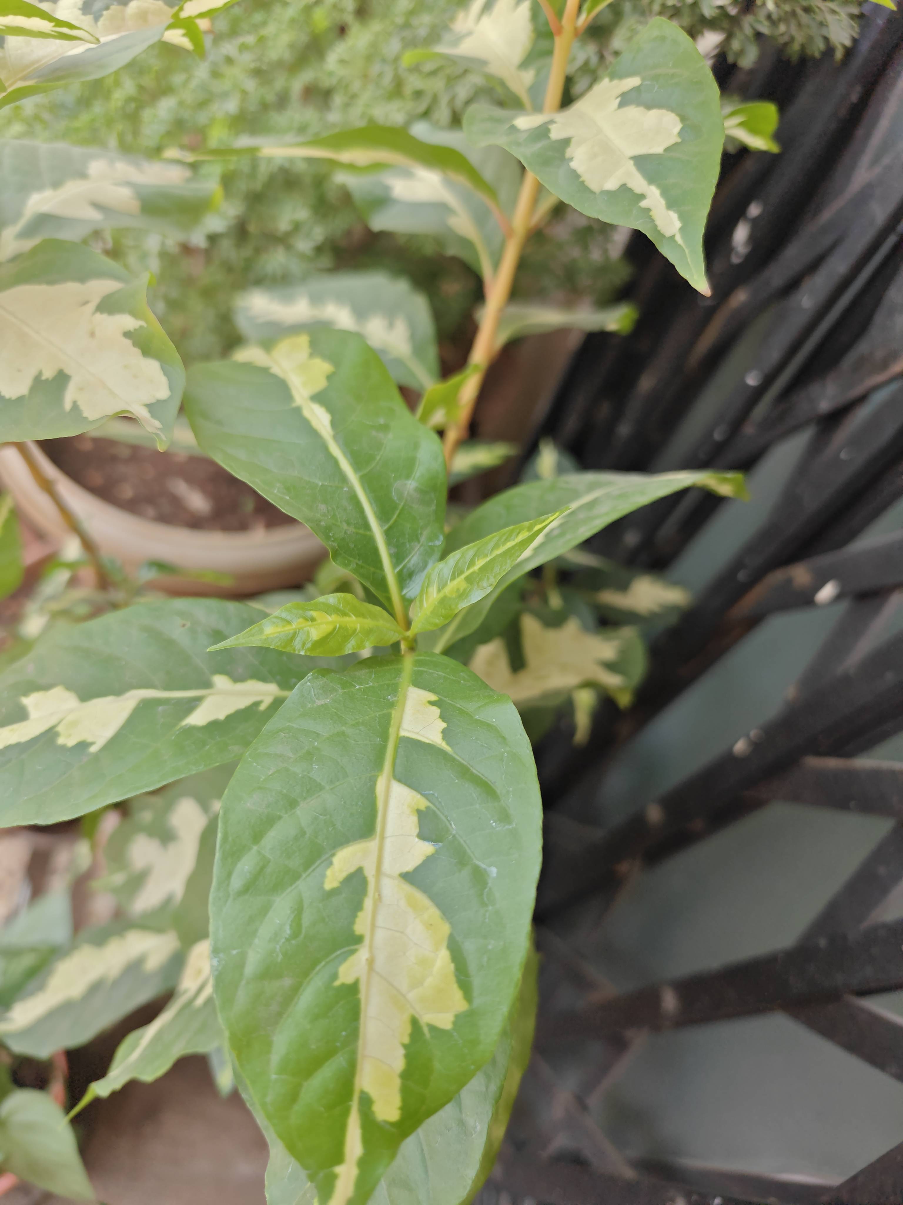 Pflegeleitfaden: Gesunde Caricature-Pflanze (Graptophyllum pictum)