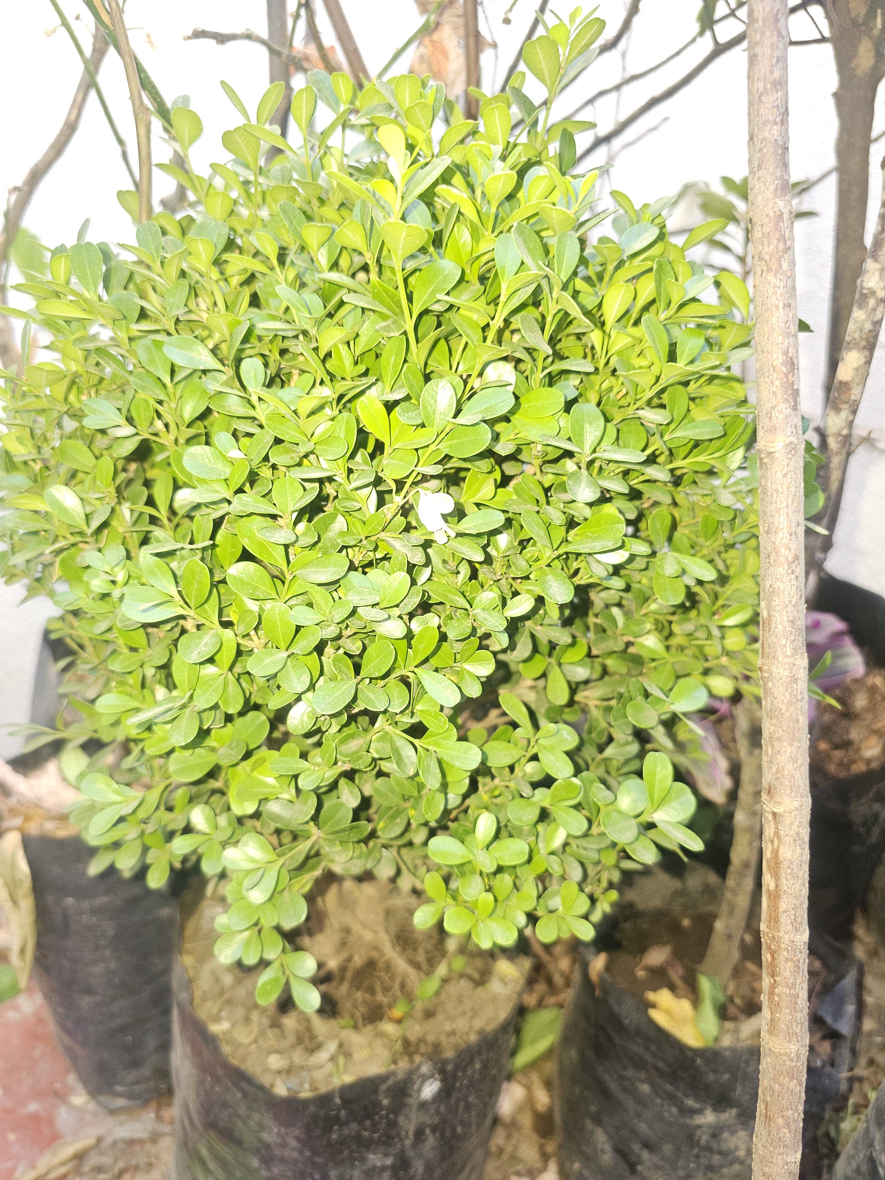 Wesentliche Pflege für den Japanischen Ölzweig (Buxus microphylla) gesund