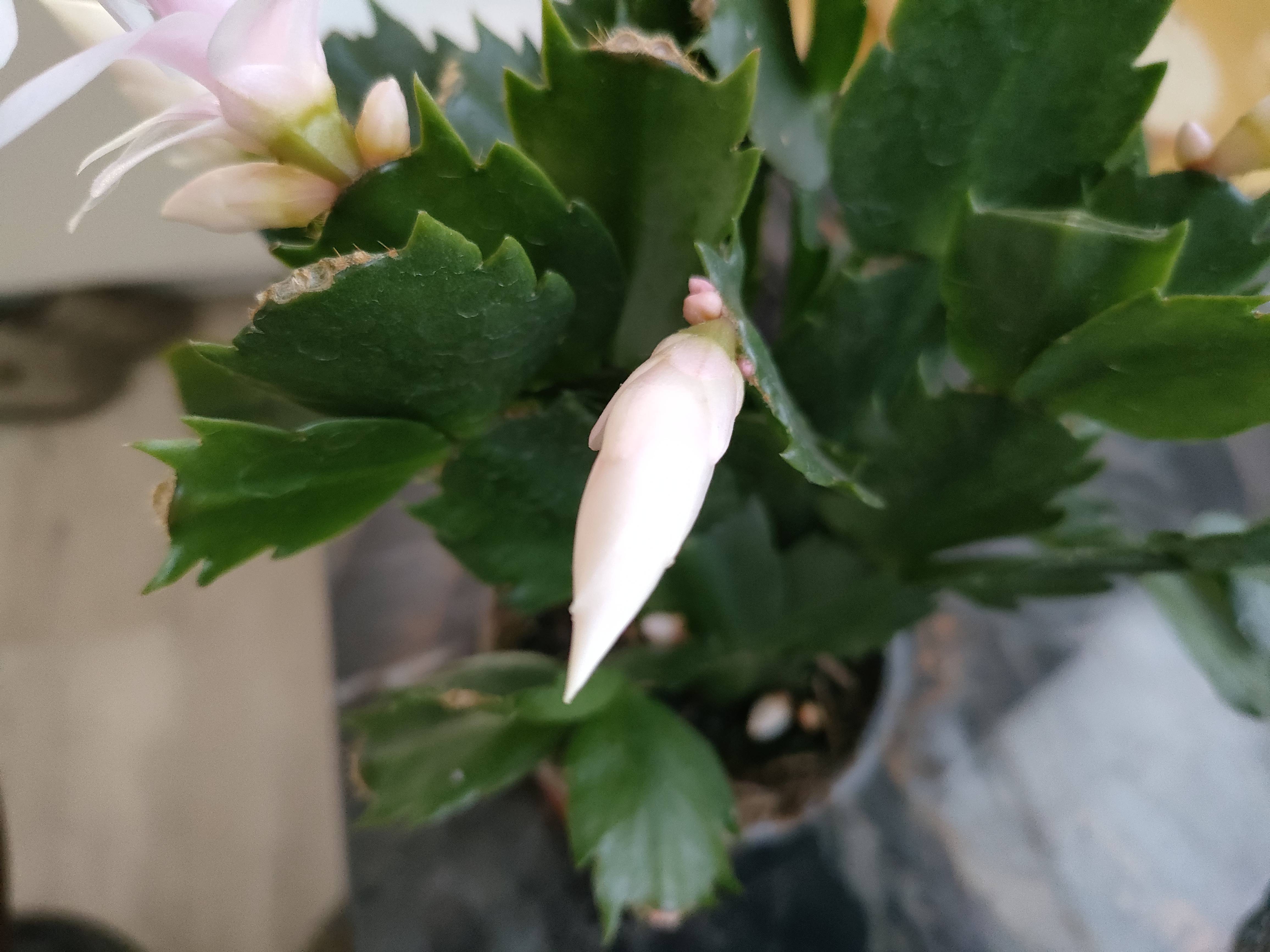 Cacto de Natal com bordas marrons nos segmentos: causas e soluções