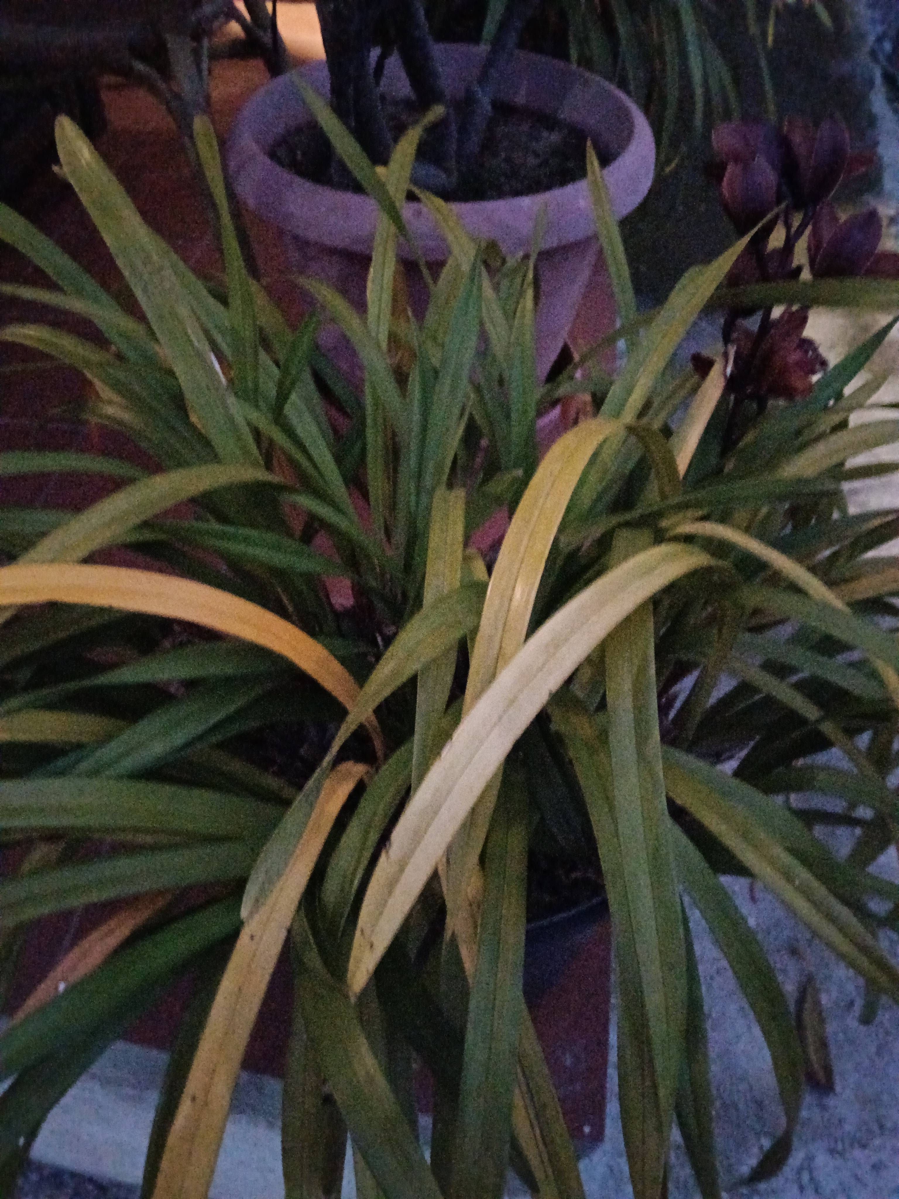 Phalenopsia (Cymbidium devonianum): folhas amarelas por clorose e como corrigir