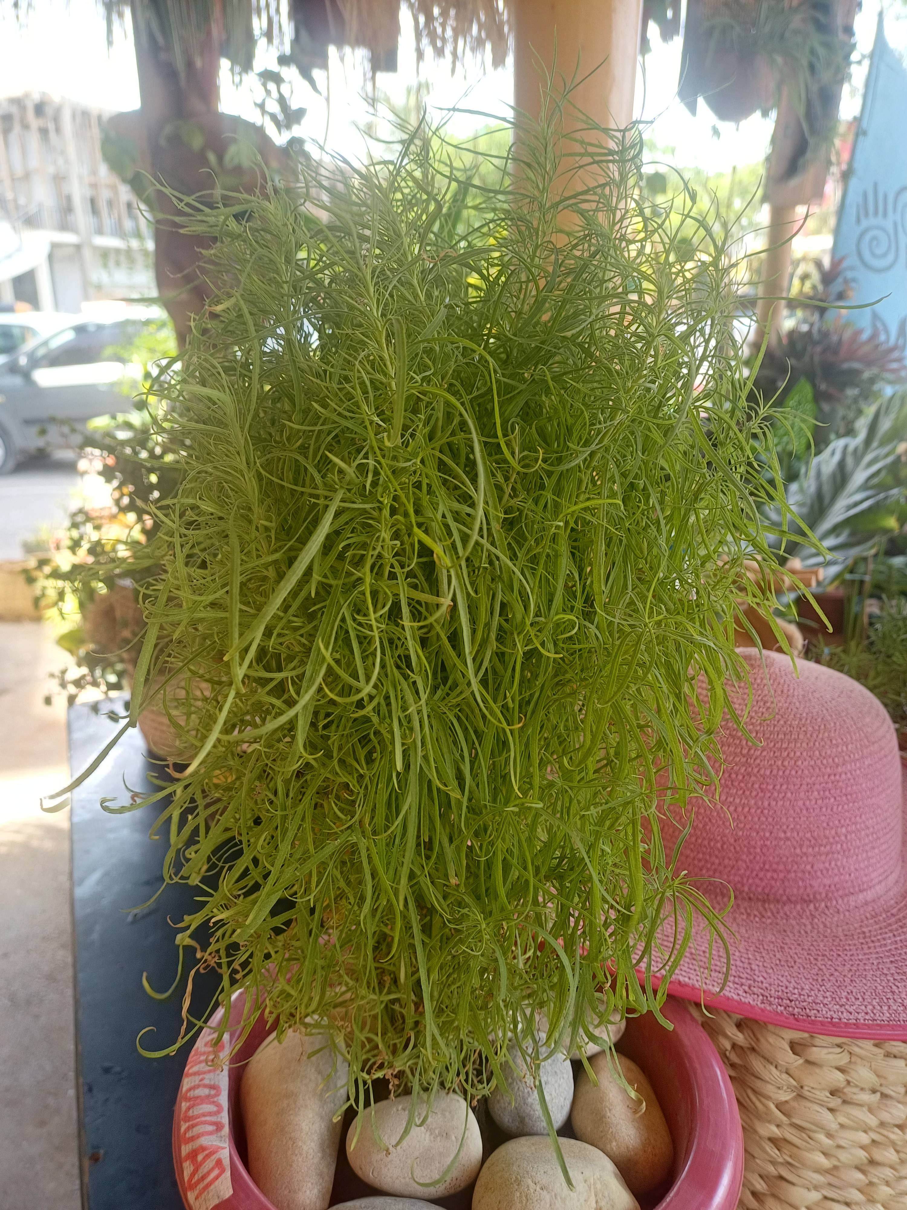 Kochia (Bassia scoparia) Care Guide — Identification and Basic Troubleshooting