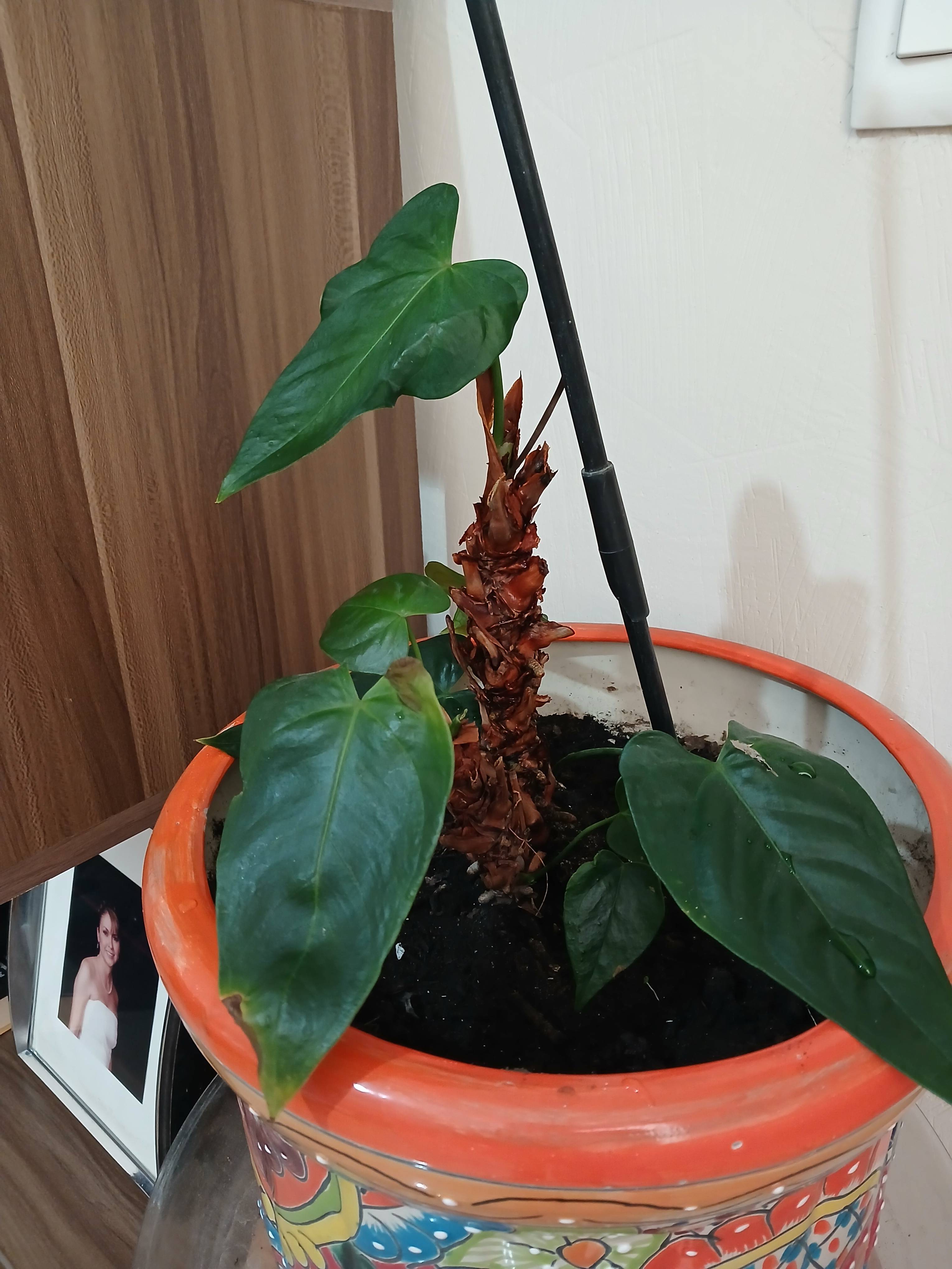 Anthurium Care (Anthurium scherzerianum): why tips and basal leaves become dry and how to fix it