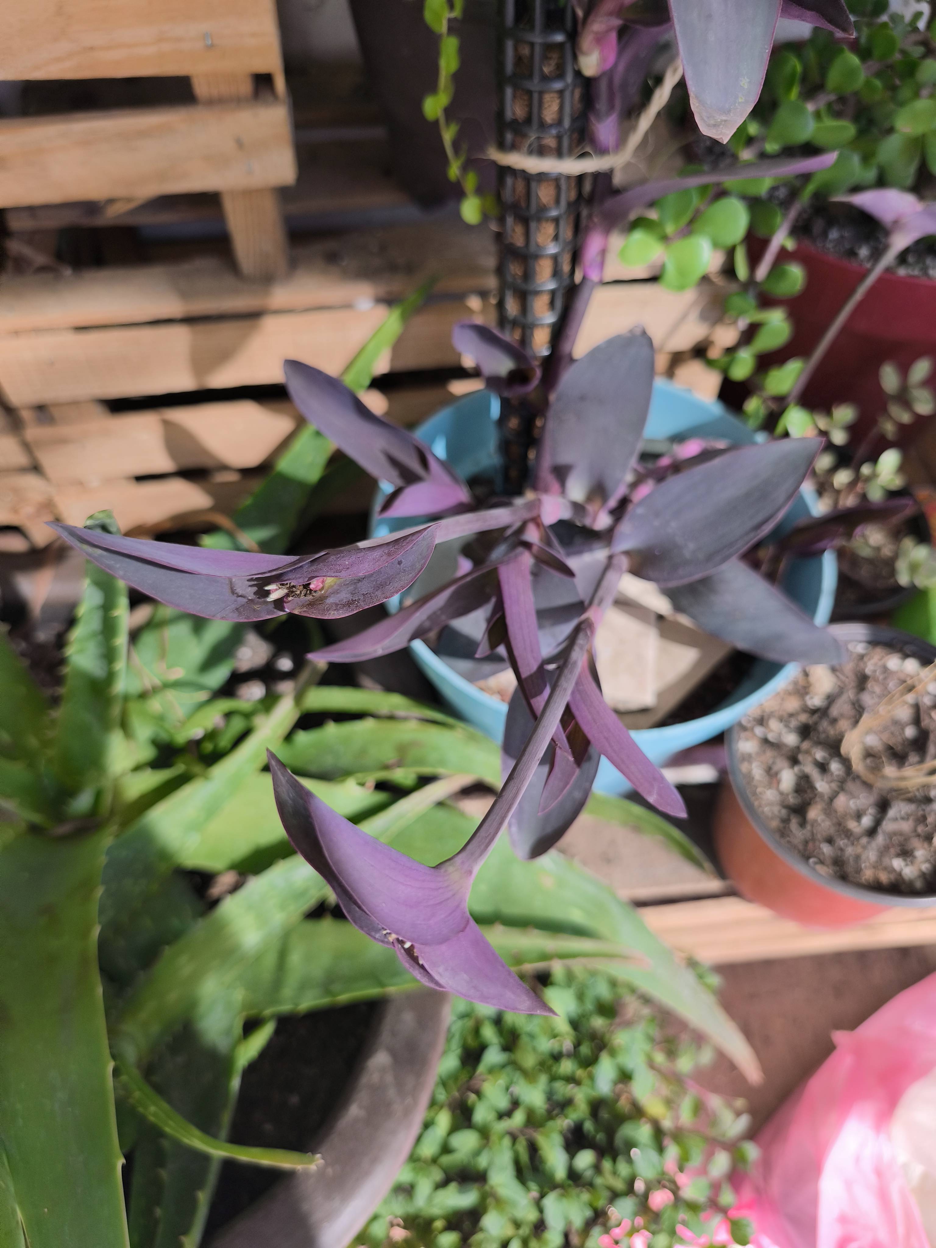 How to Care for Your Purple Heart (Tradescantia pallida) with Dry Tips and Light Spots