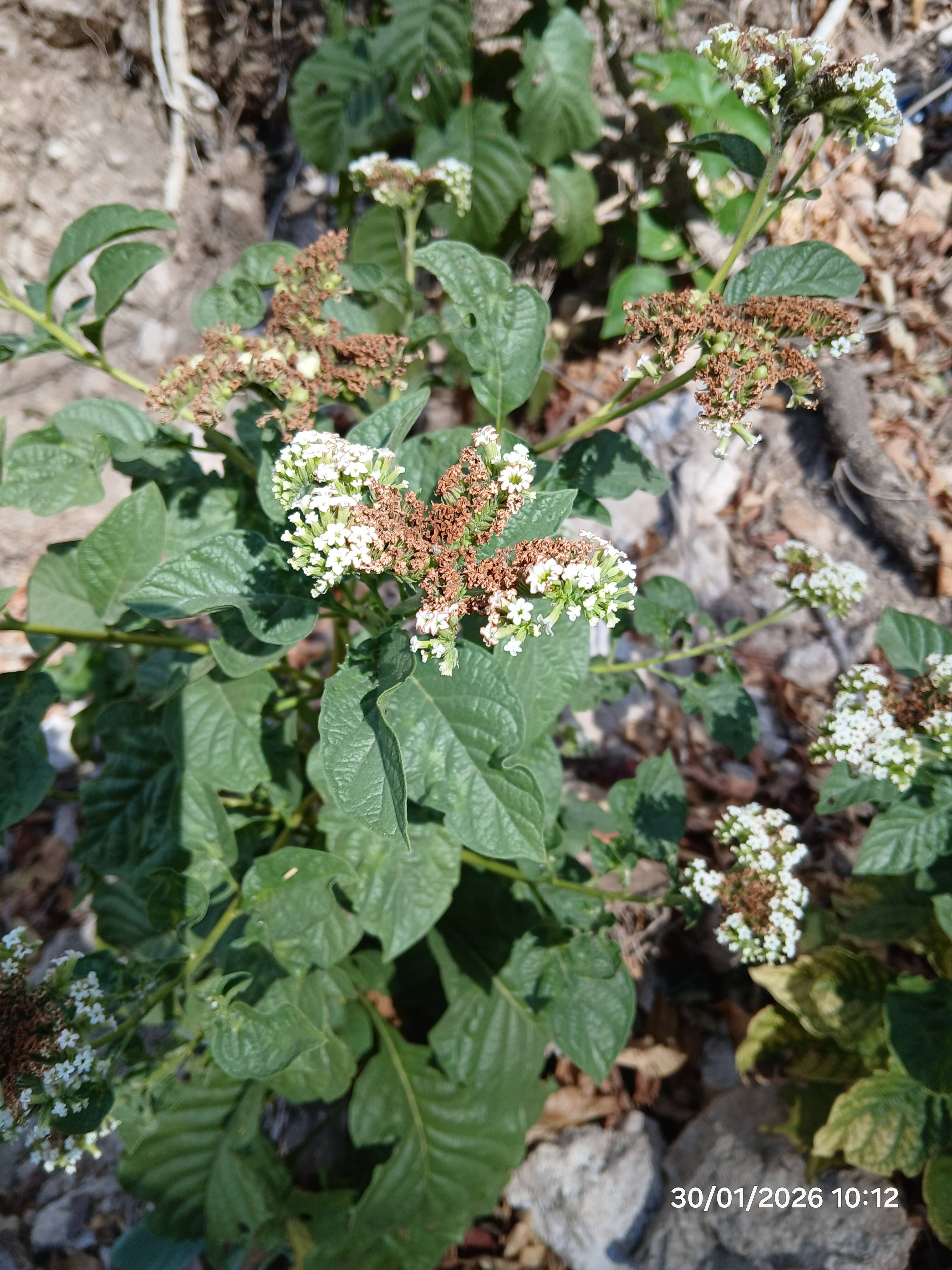 Why Tournefortia rufosericea Flowers Turn Brown and How to Fix It