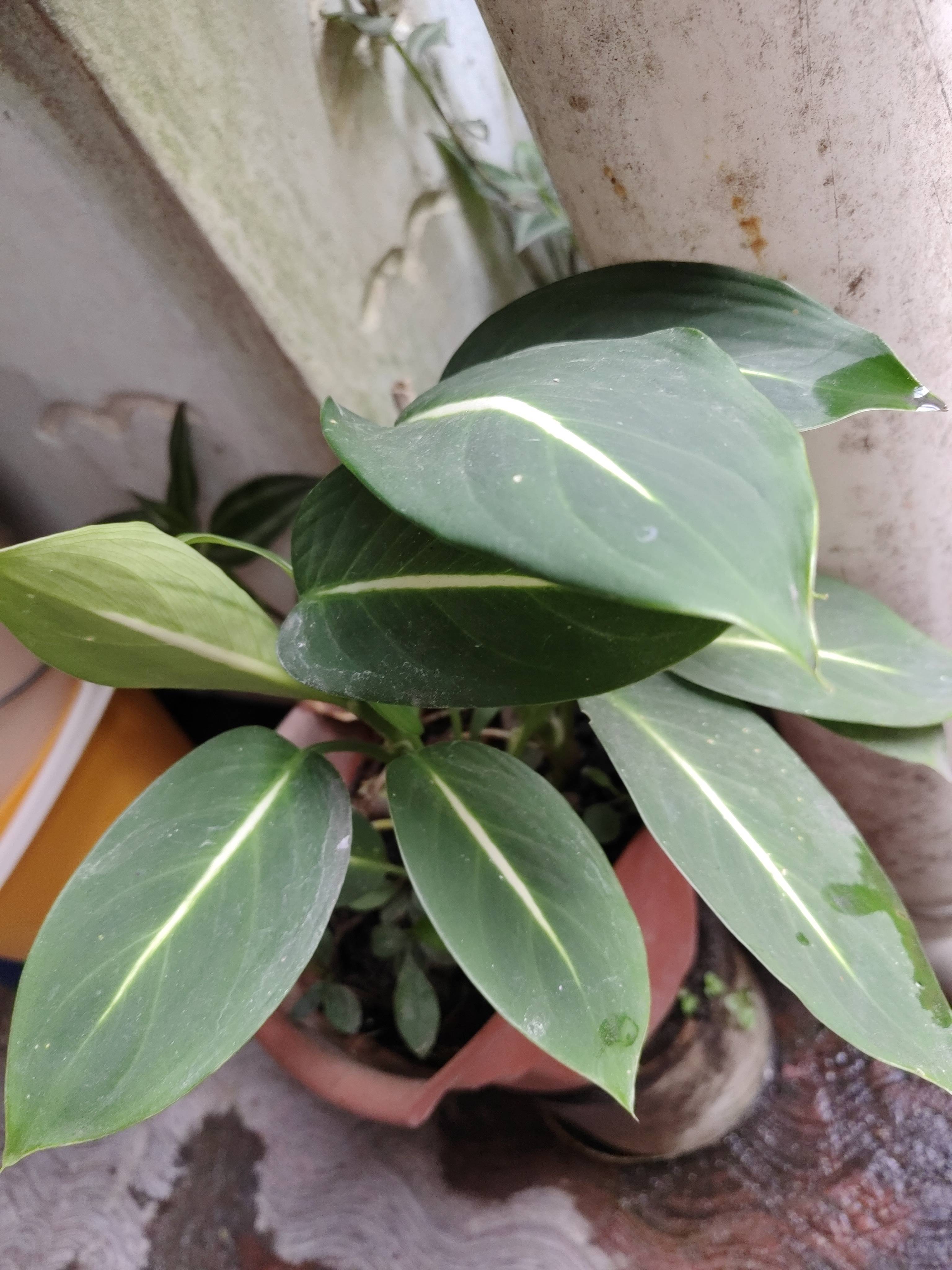 Pflege der Dollar-Pflanze (Dieffenbachia oerstedii): Anleitung zur Erhaltung der Gesundheit