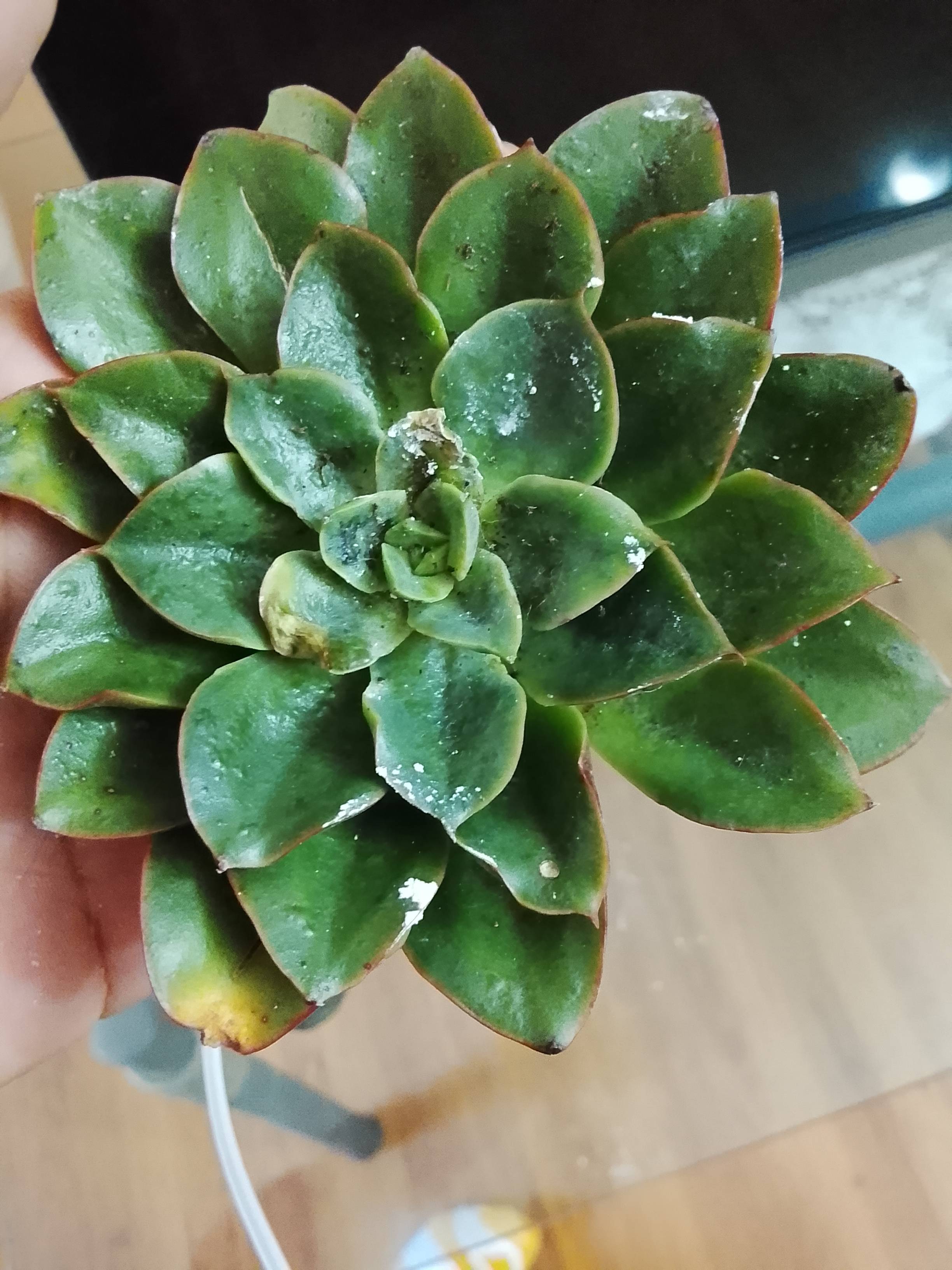 Diagnóstico y cuidados para Graptopetalum bellum con manchas blancas y bordes marrones