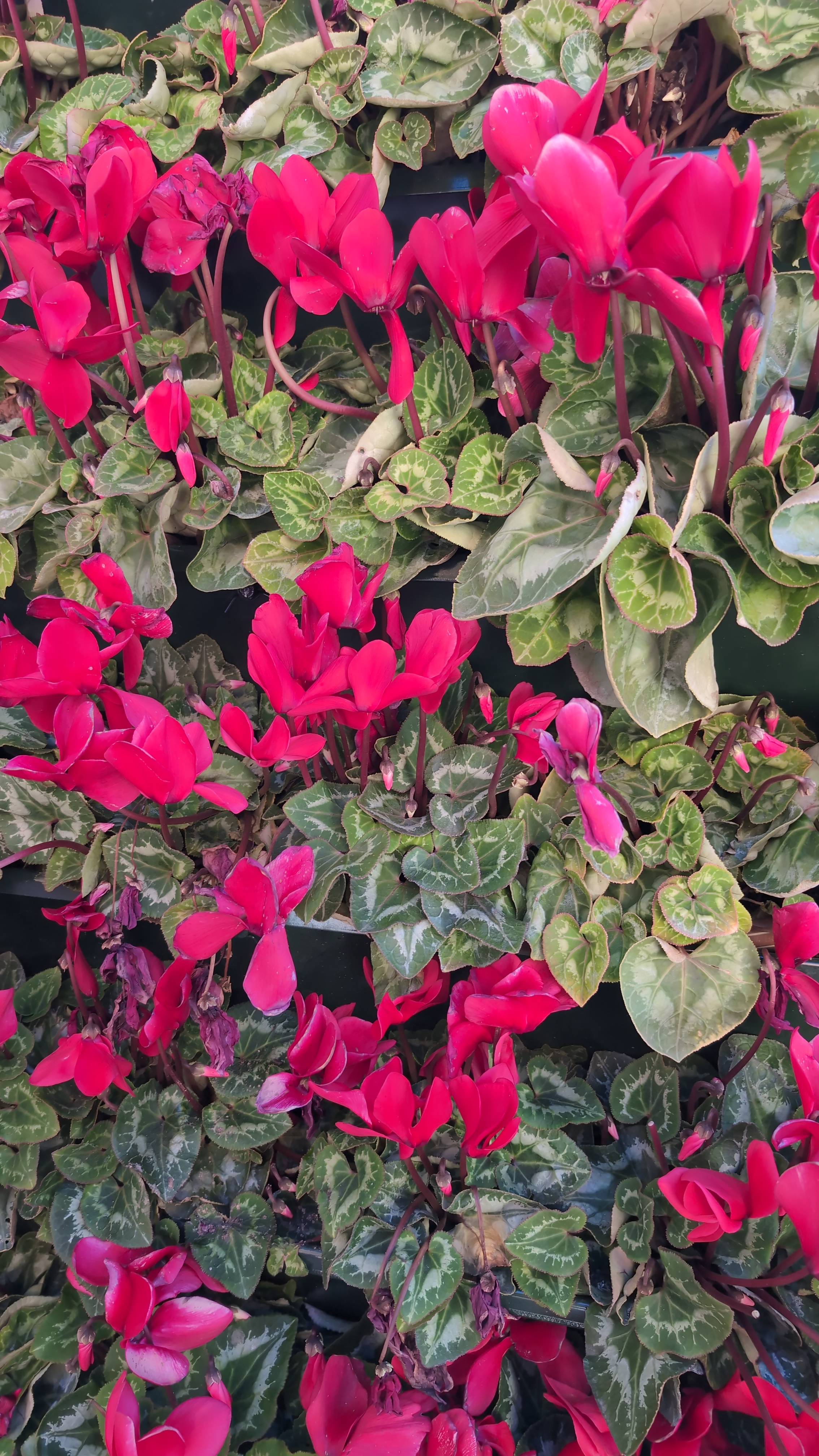 How to Care for an Alpine Violet (Cyclamen persicum) with Brown Leaf Edges and Wilted Flowers