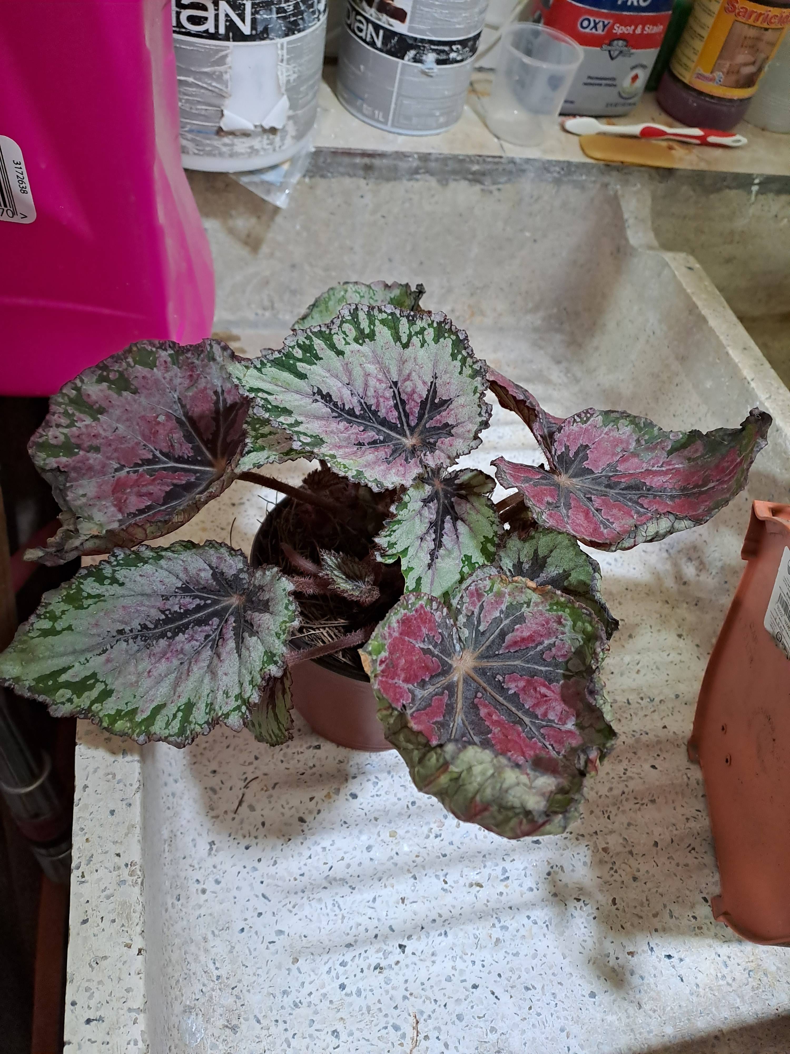 Cuidado de Begonia Rex con bordes marrones: diagnóstico y pasos a seguir