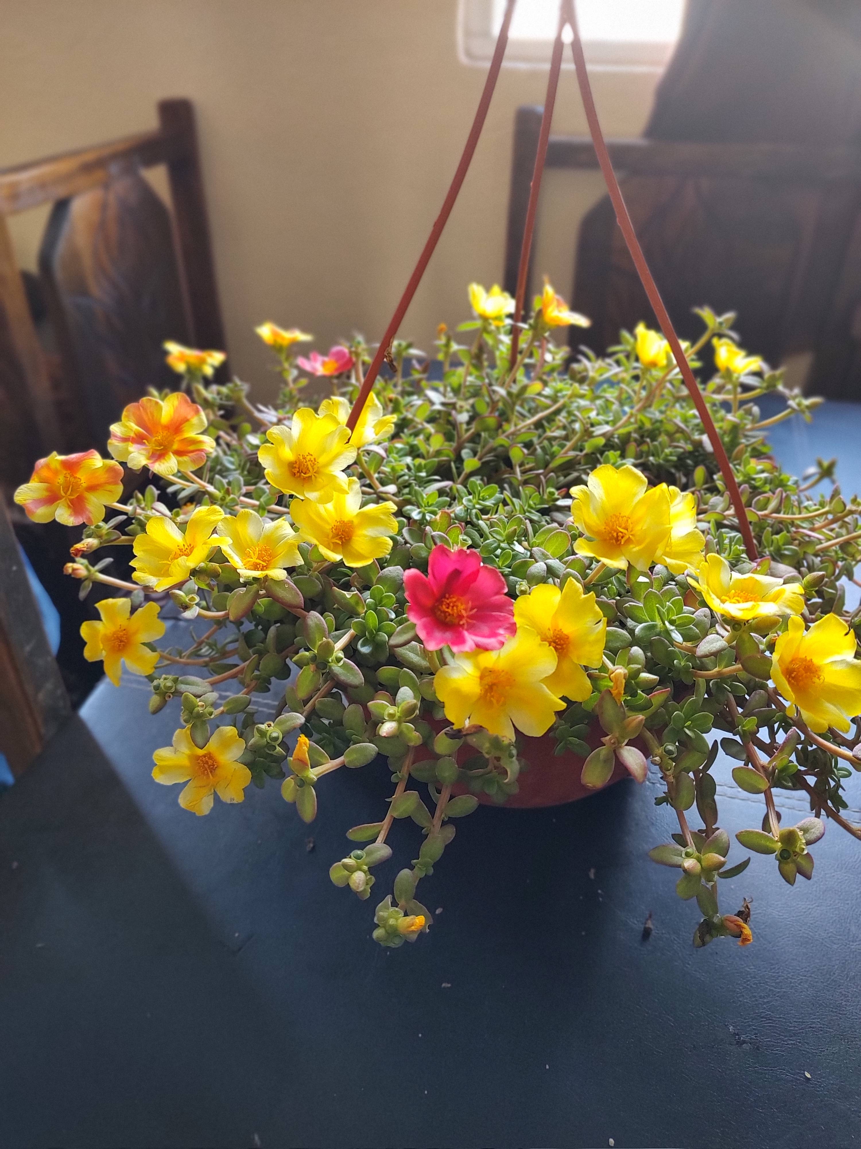 Cuidado de la verdolaga ornamental (Portulaca umbraticola) en Cancún — diagnóstico y recomendaciones