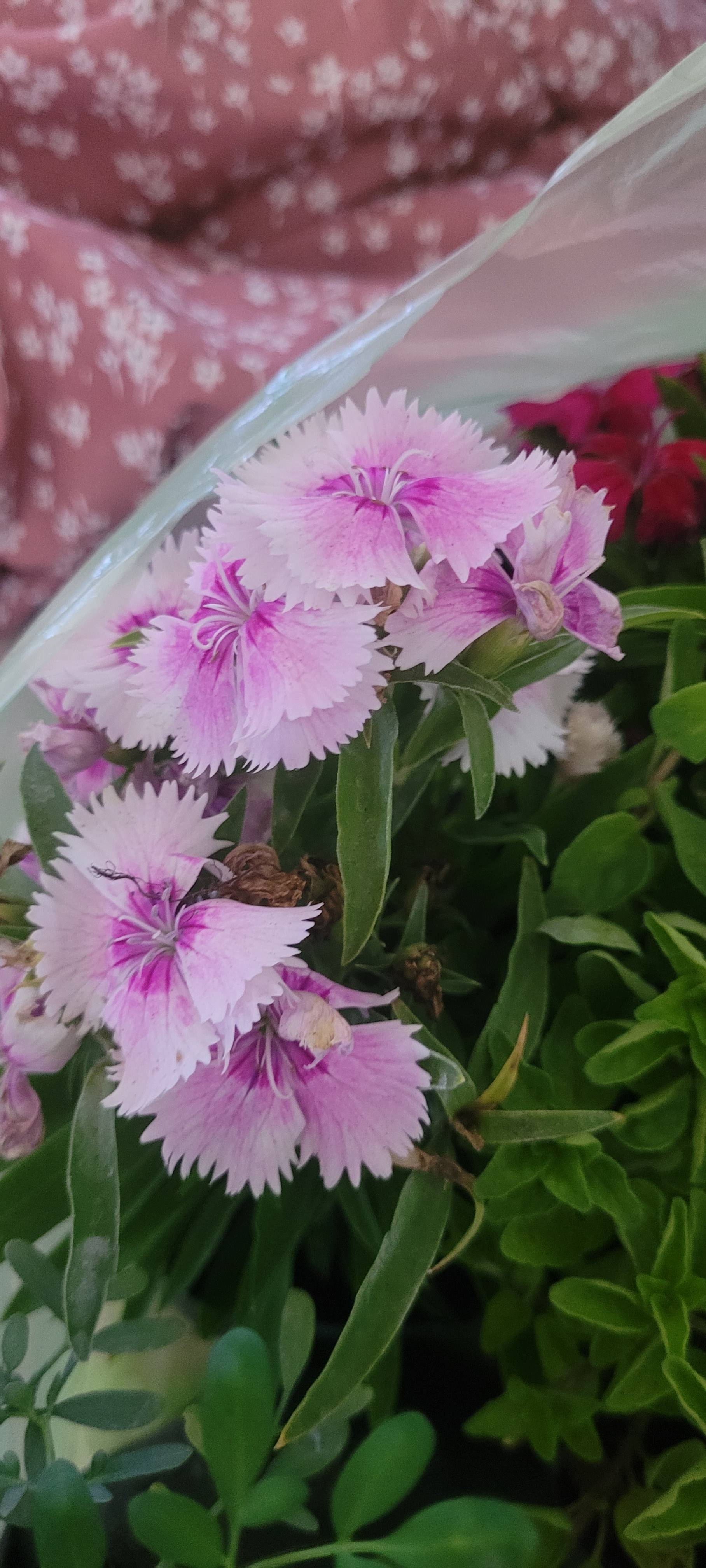 Sweet William (Dianthus chinensis): solution for slight yellowing at leaf tips