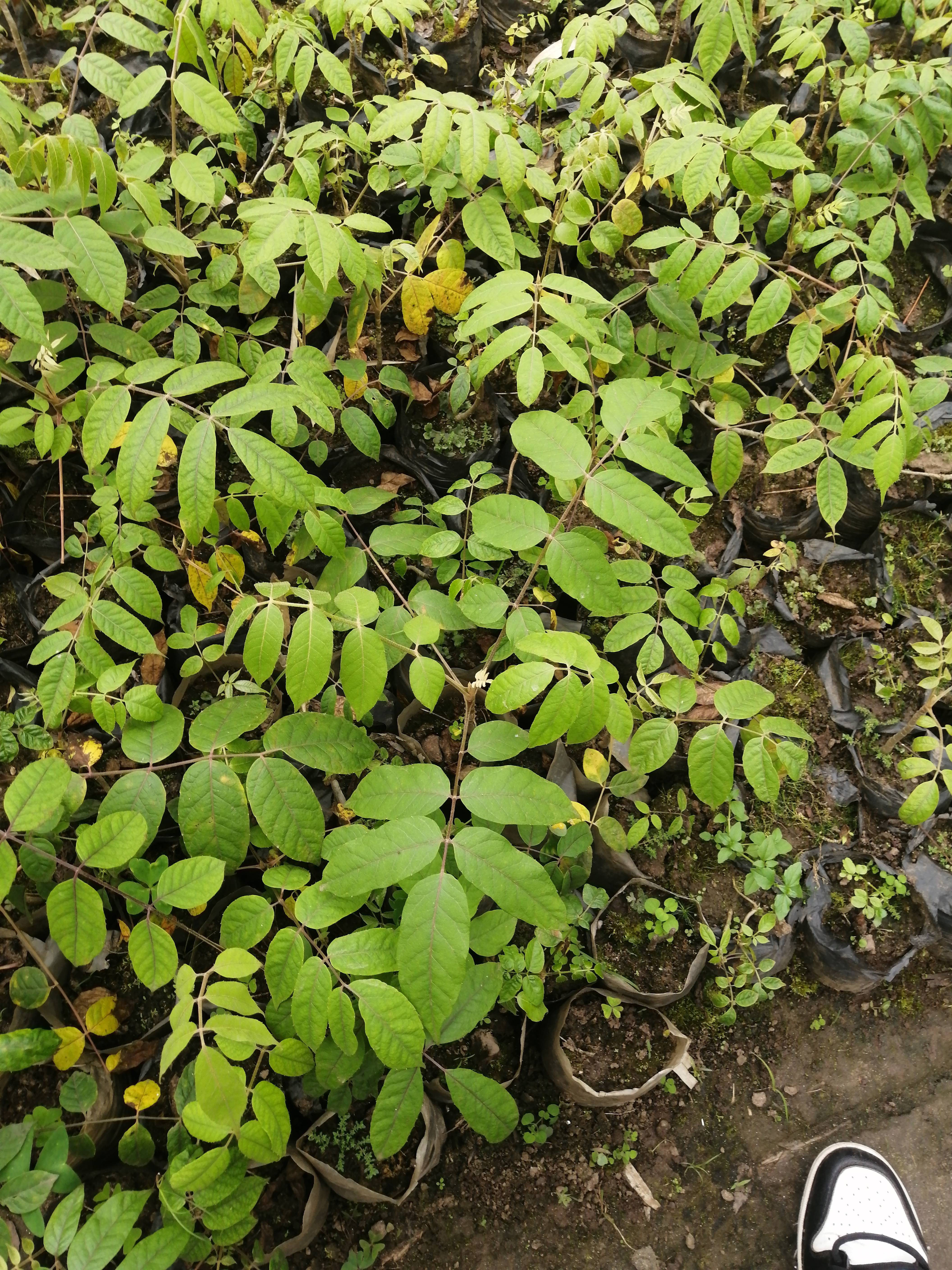 Cuidando de Heptapleurum macrophyllum com Amarelecimento e Escurecimento Leves nas Folhas