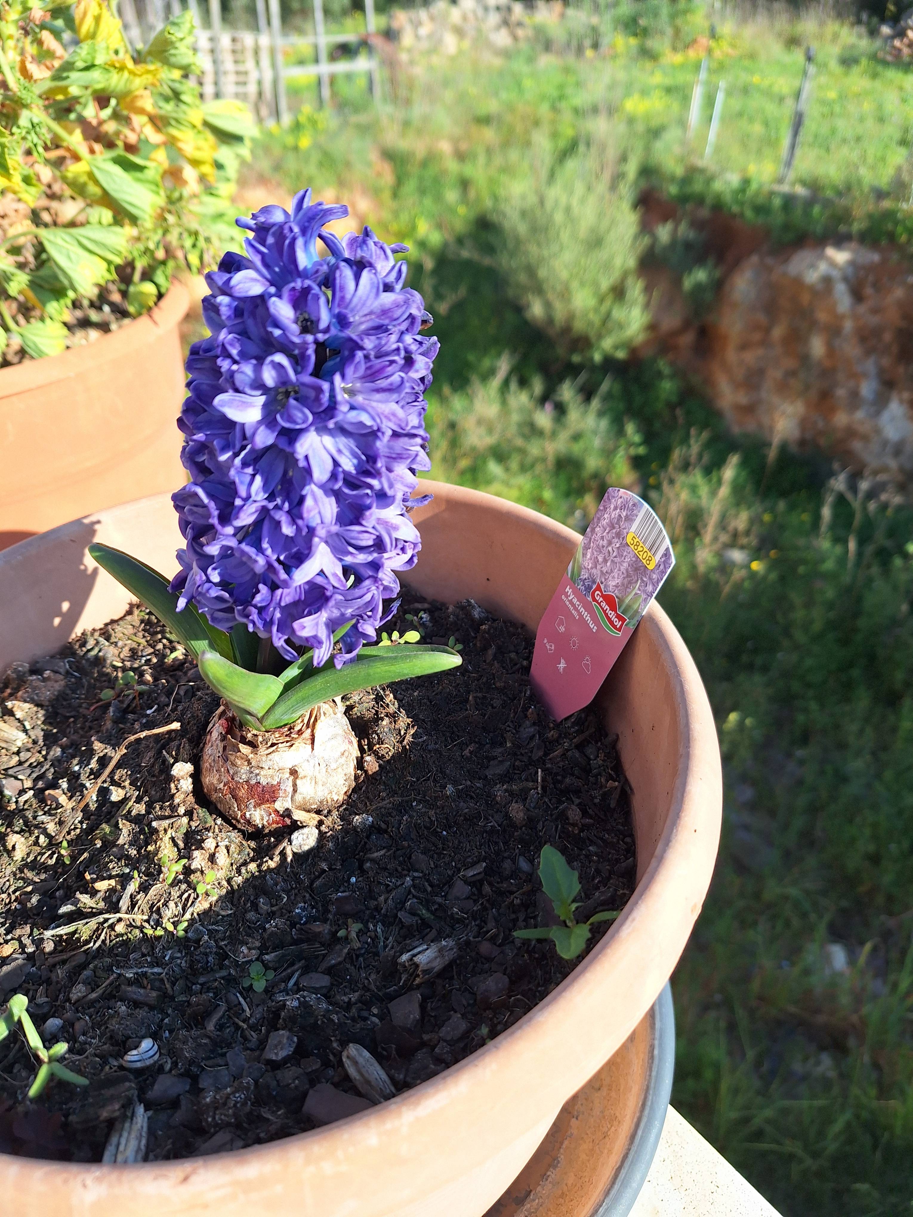 Care for the Hyacinth (Hyacinthus orientalis) in Bloom