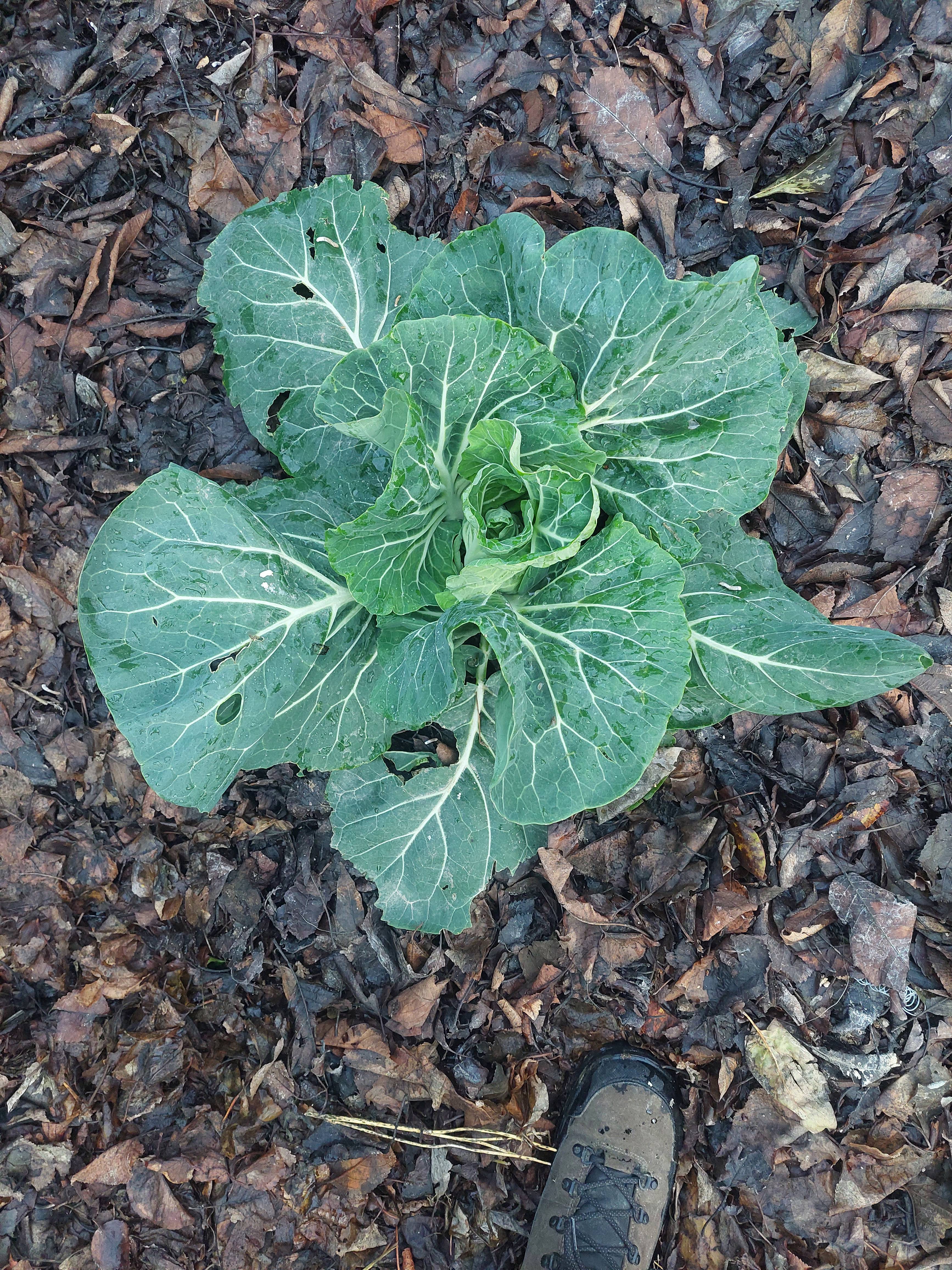 Blumenkohl mit Blattperforationen: Diagnose und praktische Handhabung