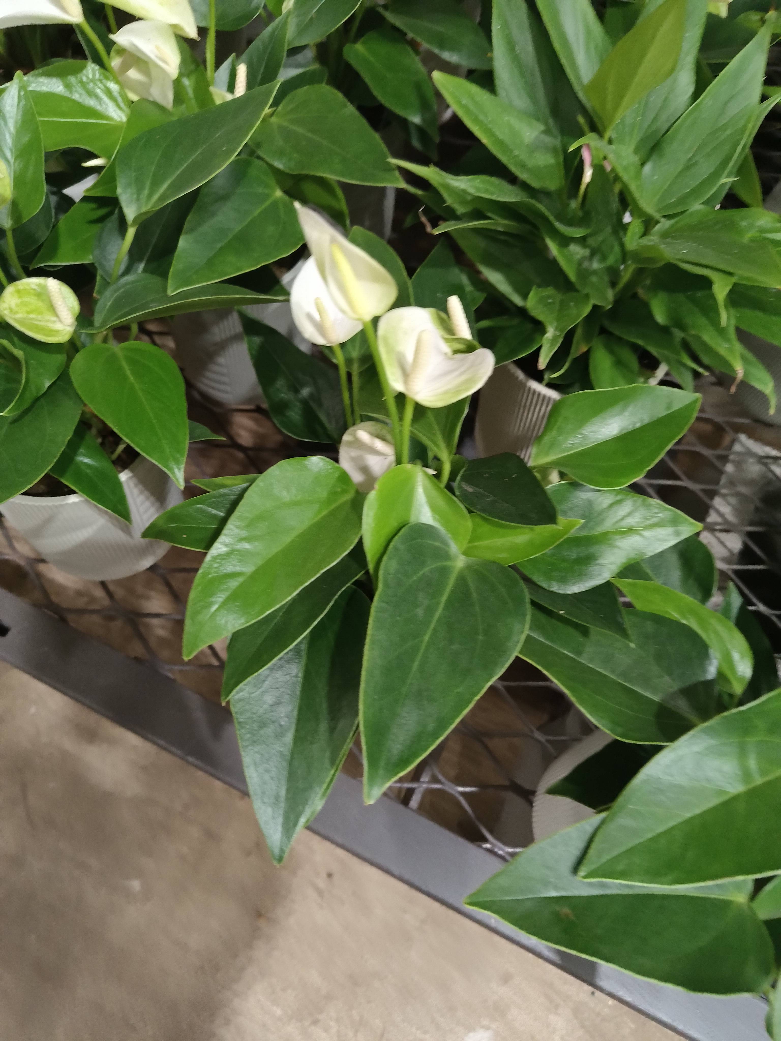 Anthurium (Anthurium scherzerianum) — Pflegeleitfaden für eine gesunde Pflanze